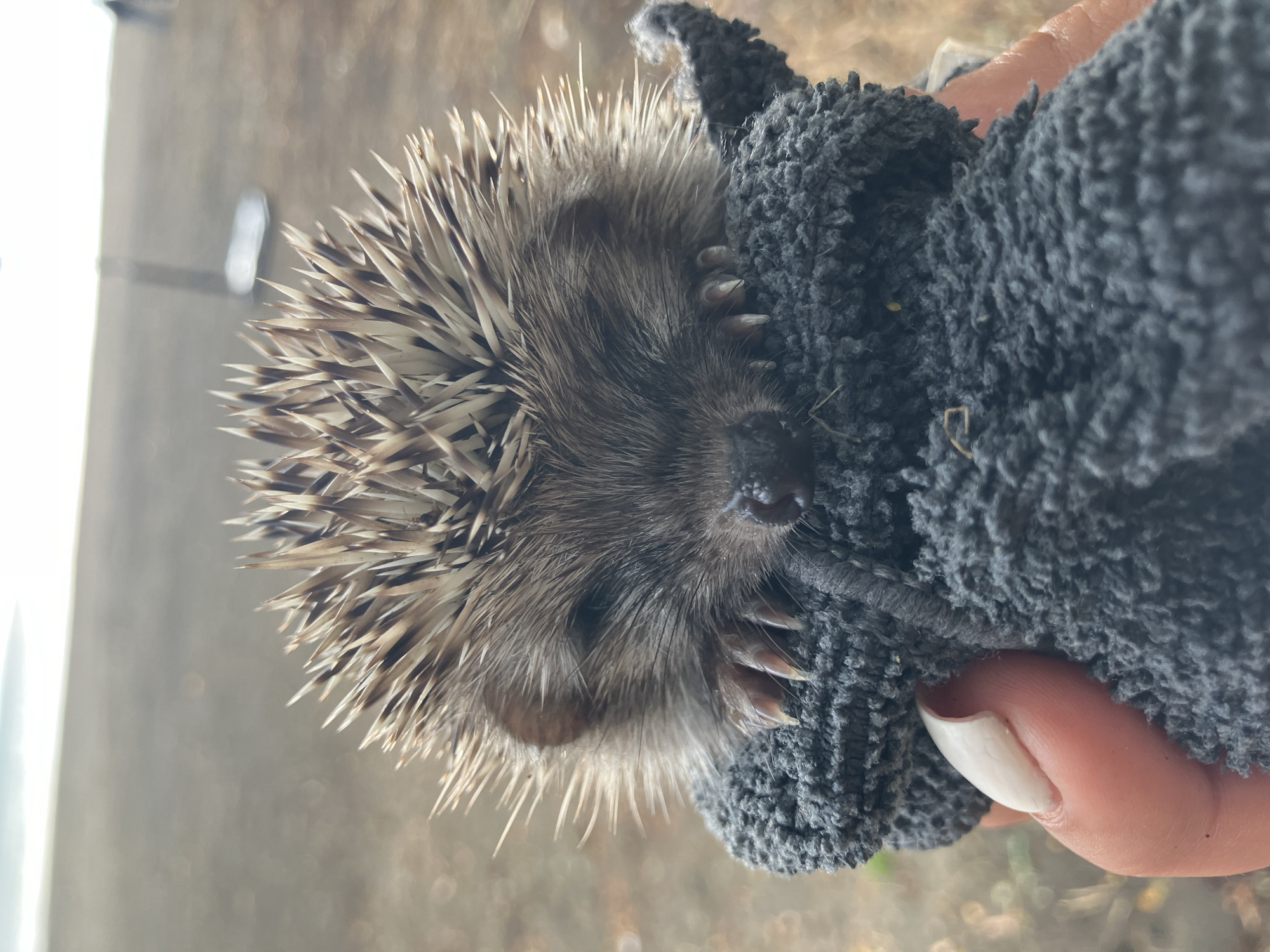 Hedgehog gets hands-on care near an Armenian lakeshore