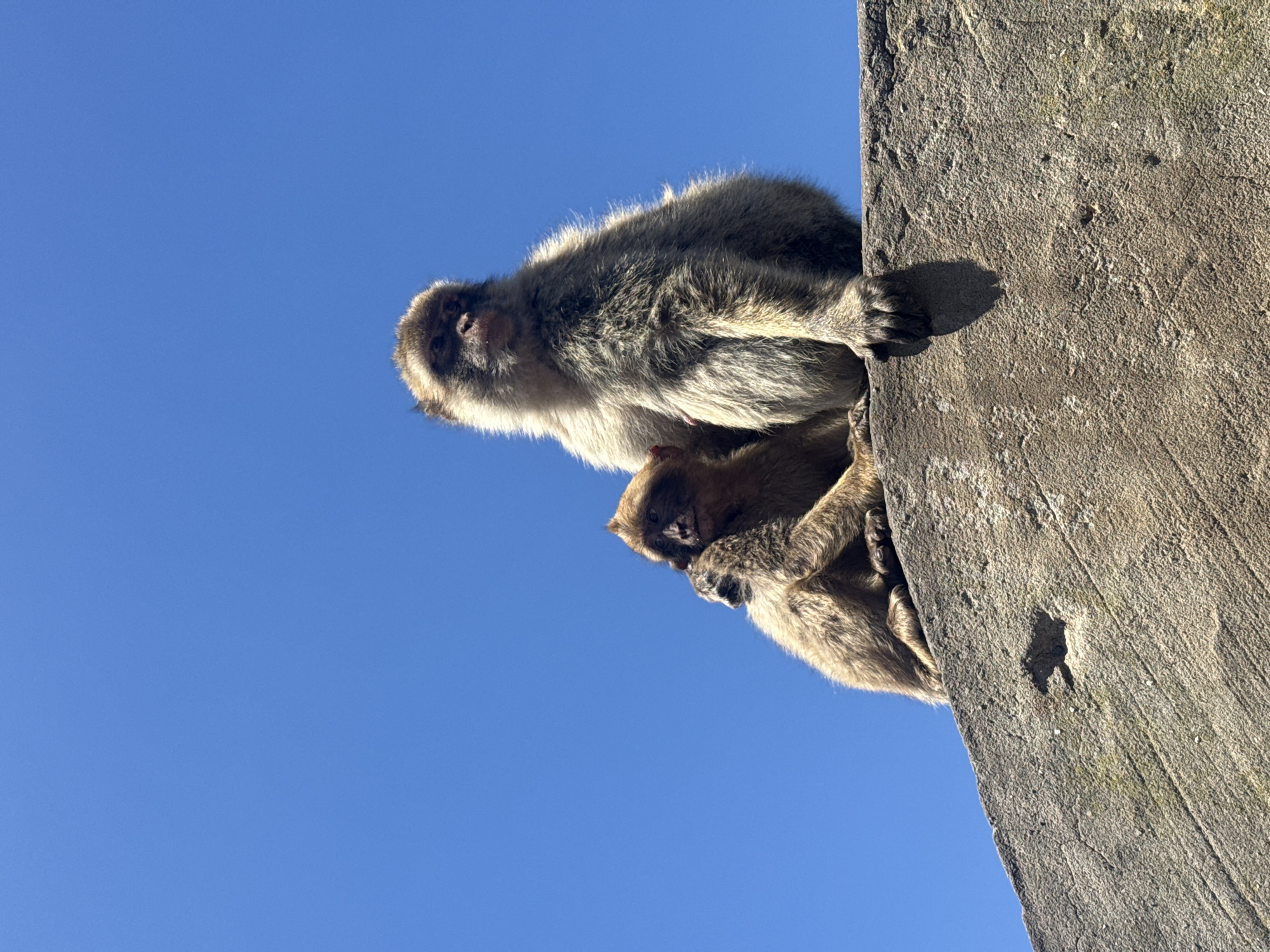Barbary macaques on the rocks in Gibraltar