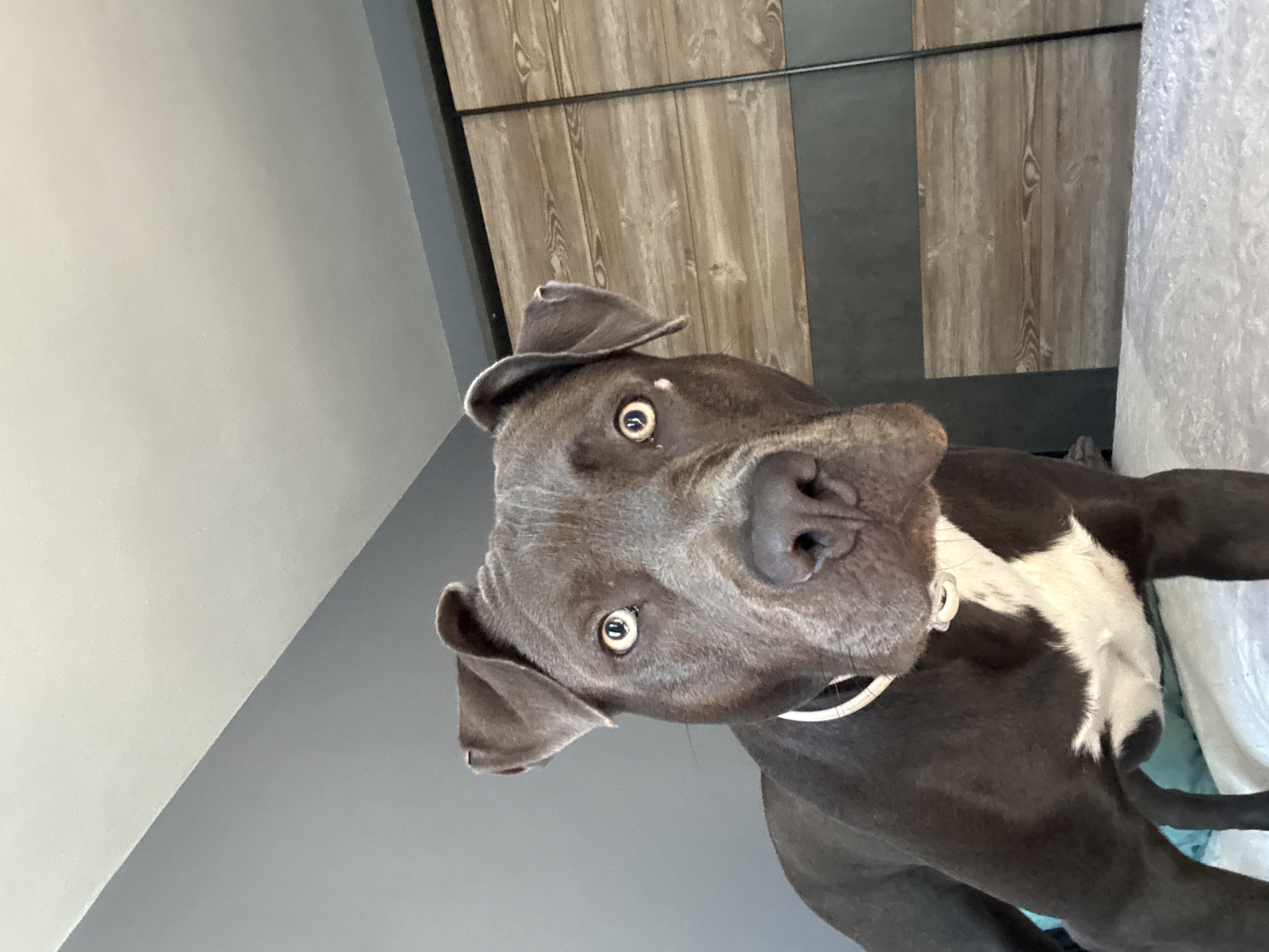 Pit bull mix plays and poses on a bed in Varna