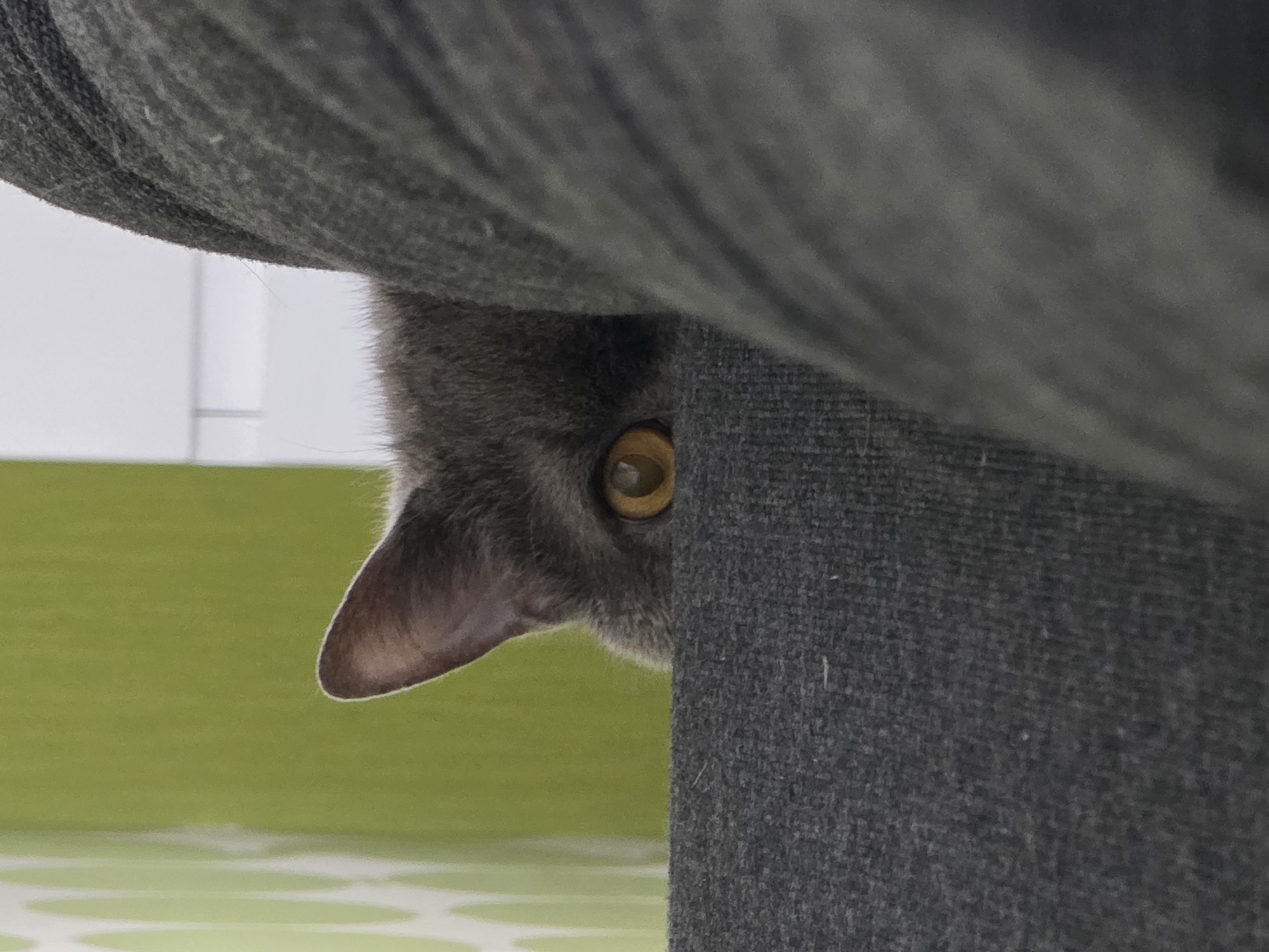 Grey cat spotted peeking behind fabric in Kaliningrad
