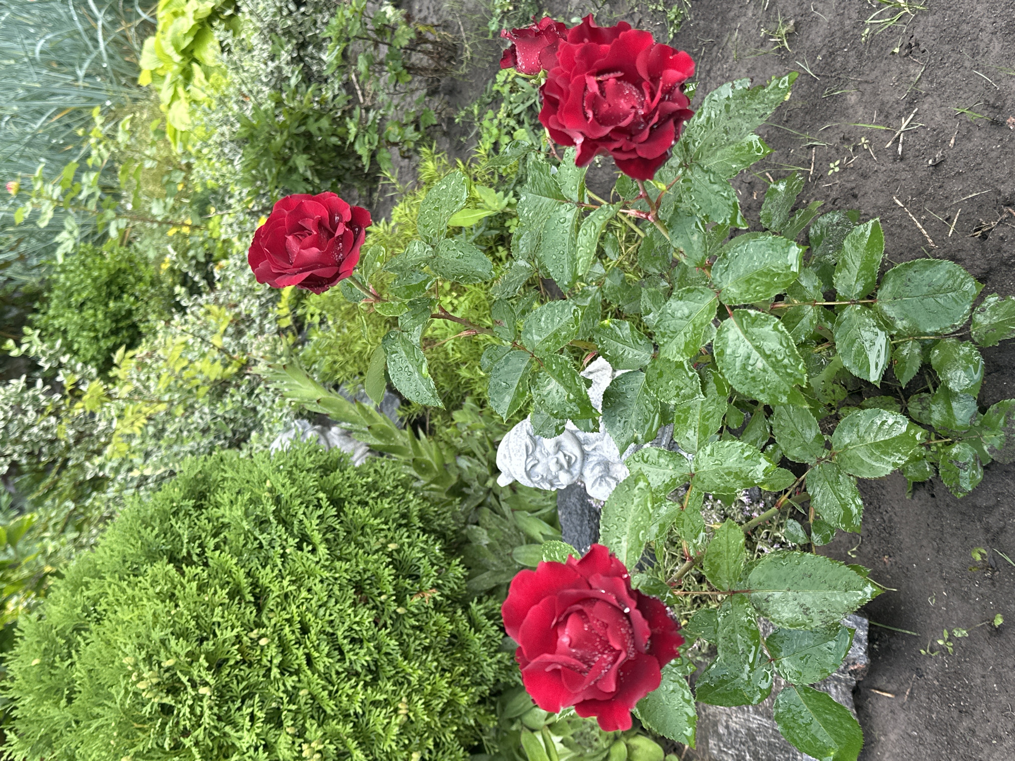 Rain-soaked garden roses in full bloom, Zvenyhorodka