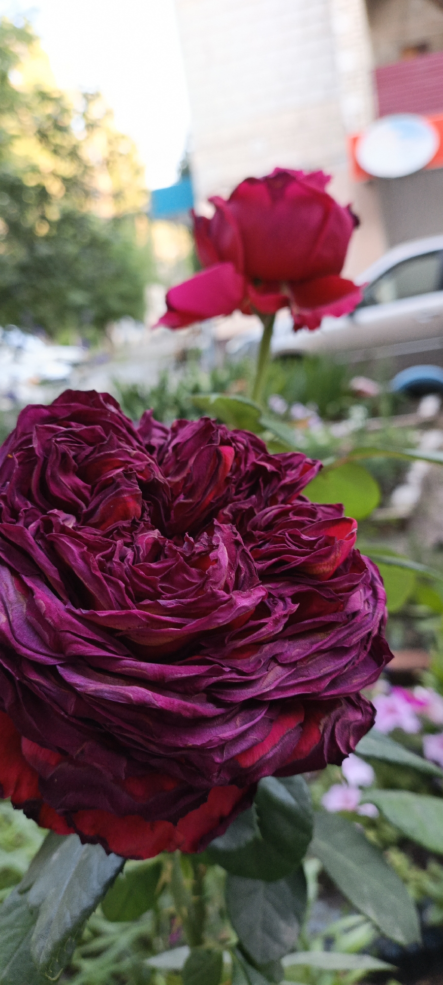 Flowers, street scenes, and random everyday details in one afternoon