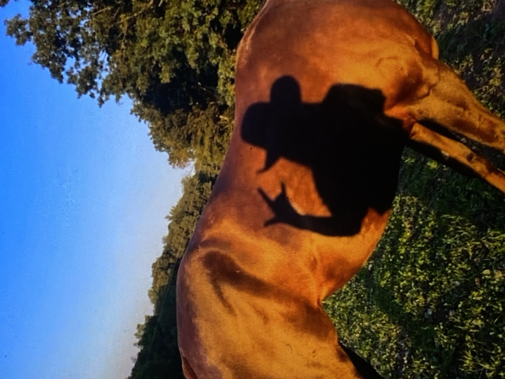 A quiet Venezuelan countryside at dusk, horses, cats, and livestock