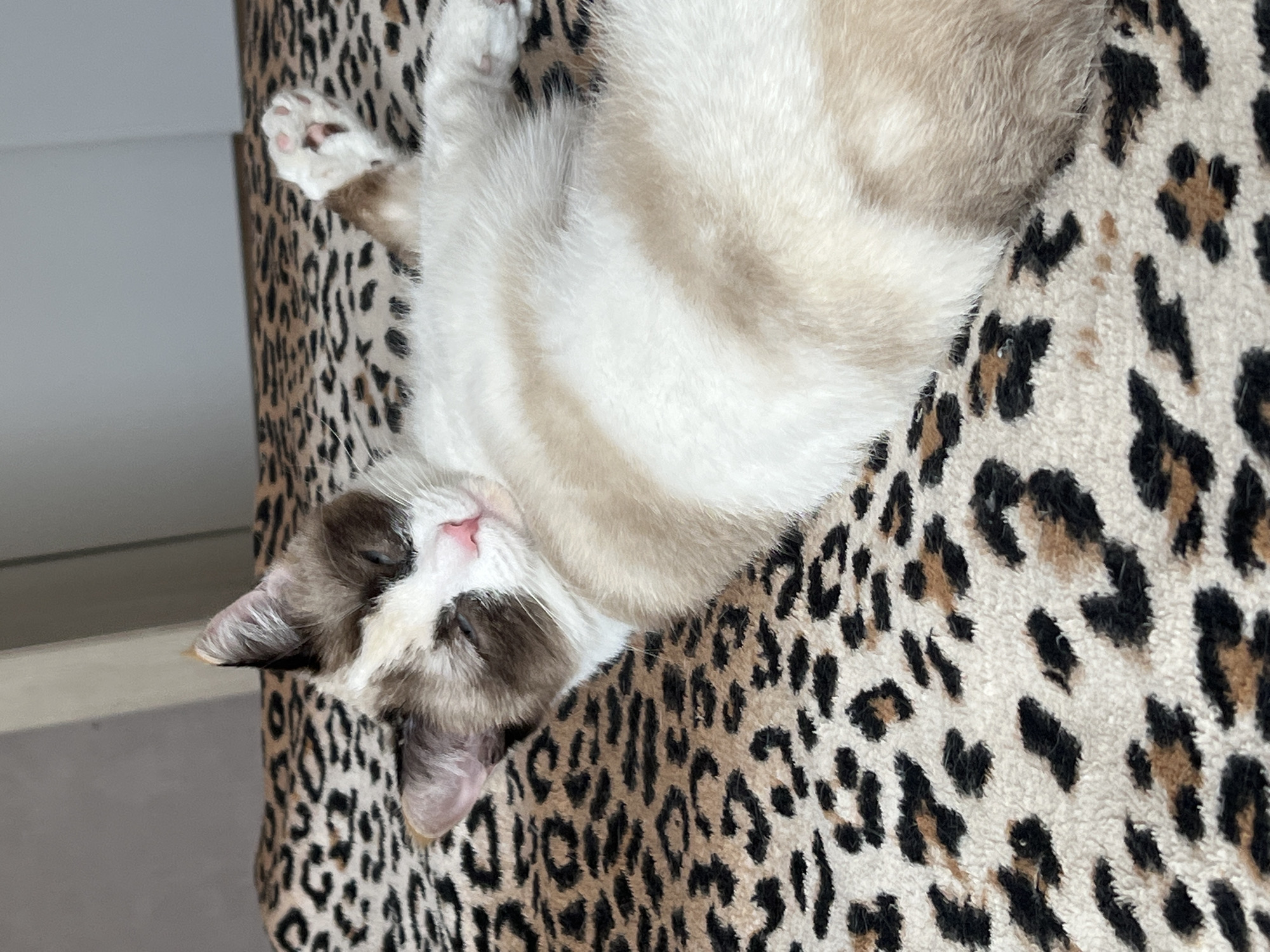 Cats relaxing at home in Votkinsk, Russia