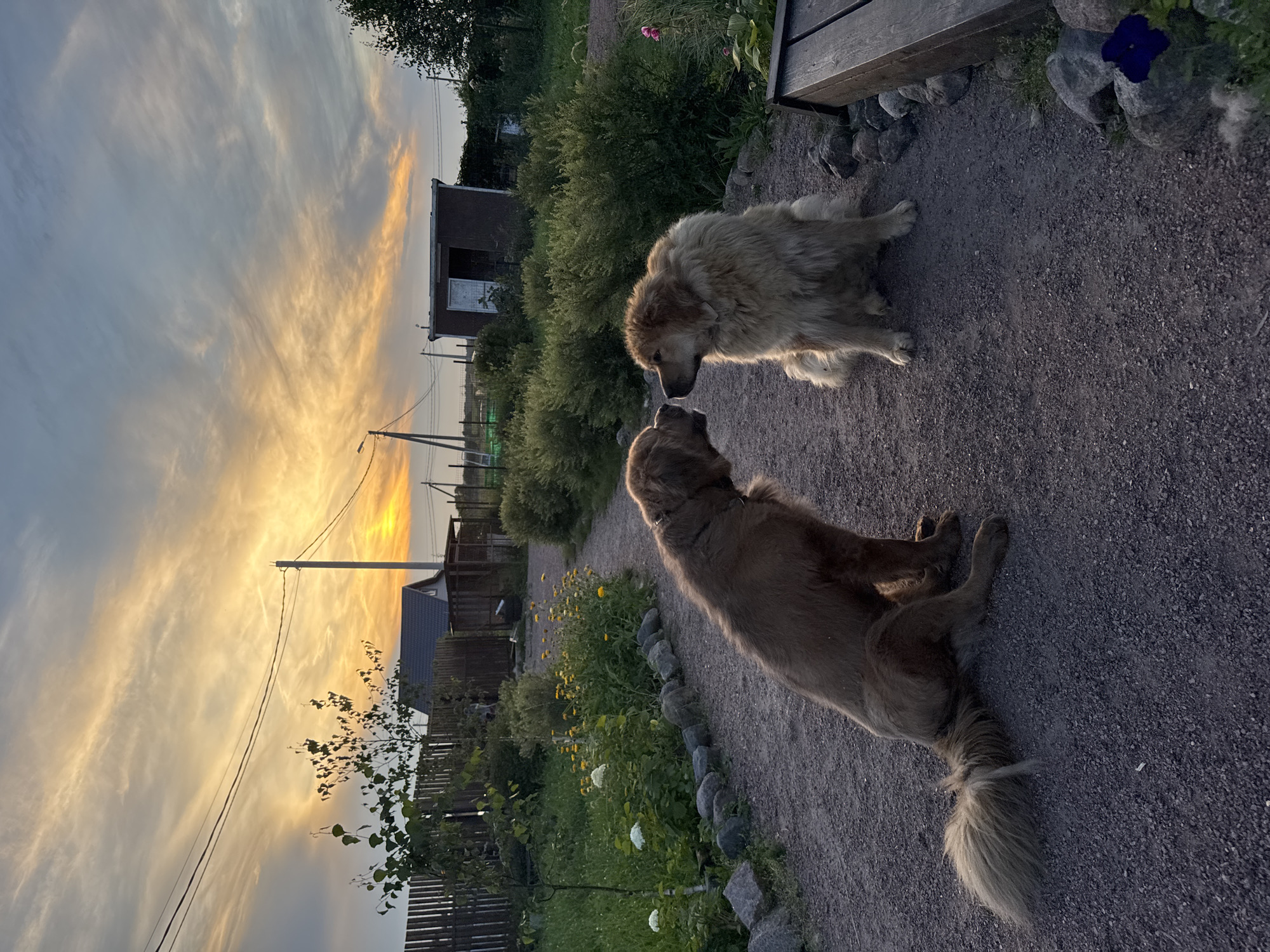 Dogs, a kitten, and a kid spending a summer evening outside