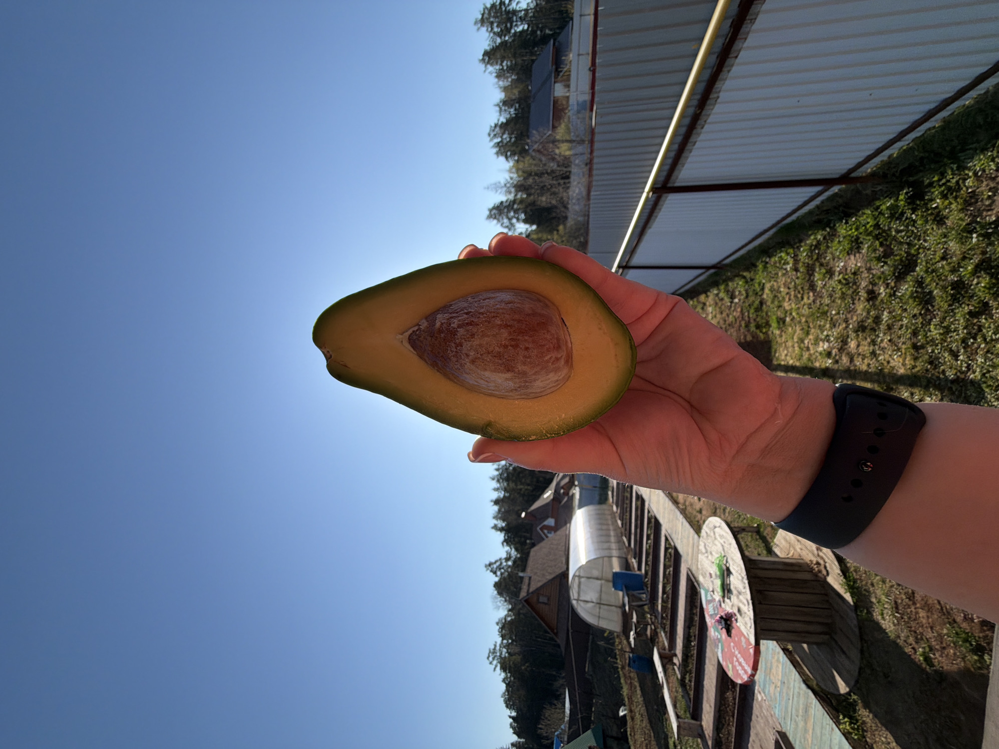 Early morning avocado breakfast documented in Chaikovsky, Russia