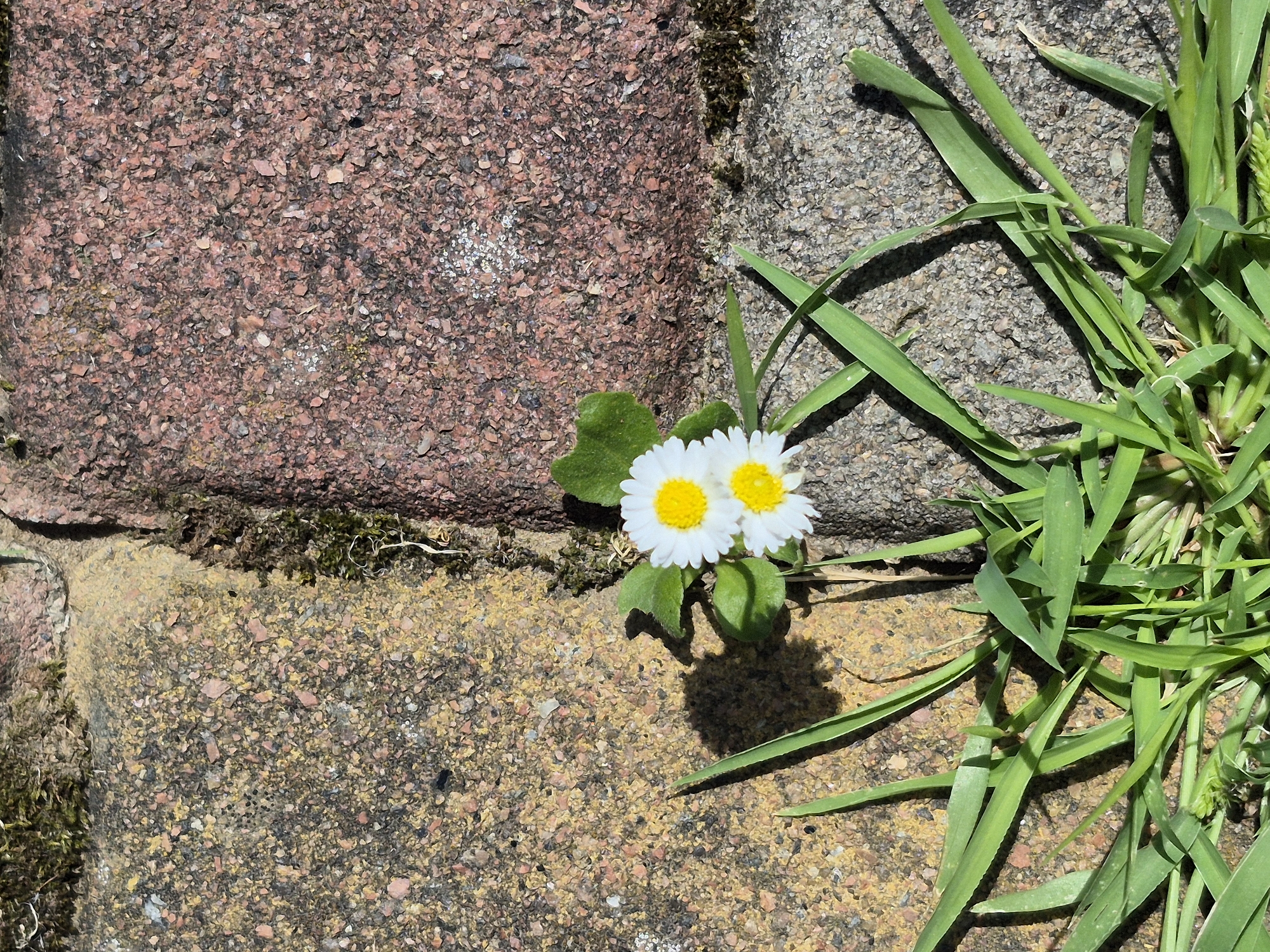 Garden morning with a dog, wild strawberries, and grilled kebabs