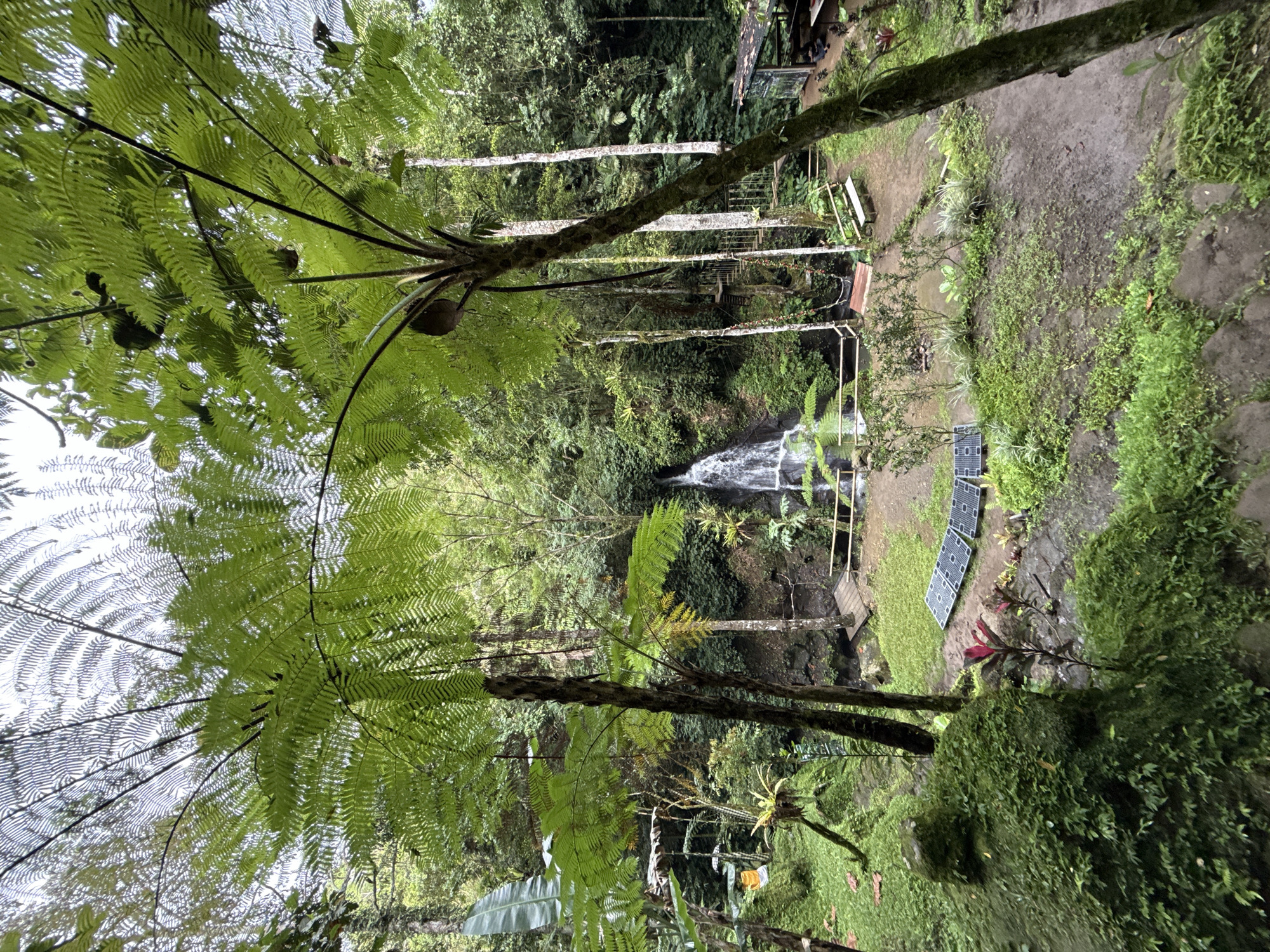 Tropical landscape with tree ferns observed in Tegallalang valley