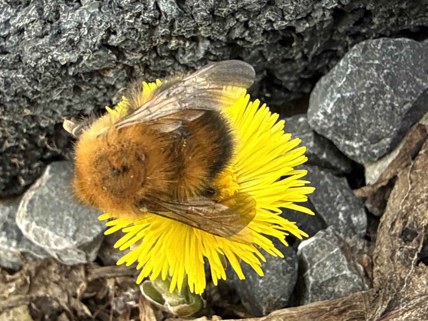 Wildlife observation documented in Tyulyuk, Russia morning hours