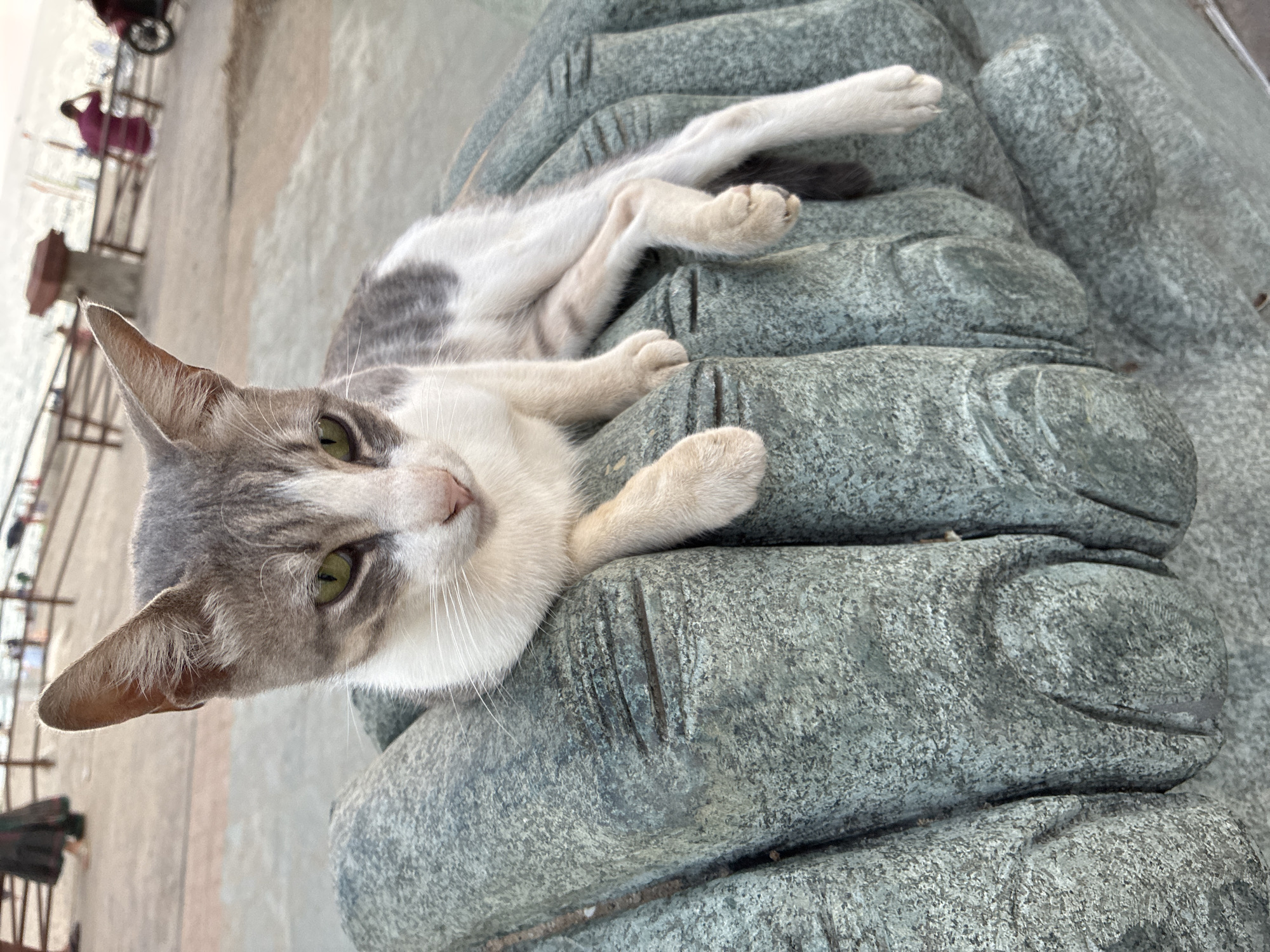 Alanya waterfront at golden hour — cats, sculptures, and sunset