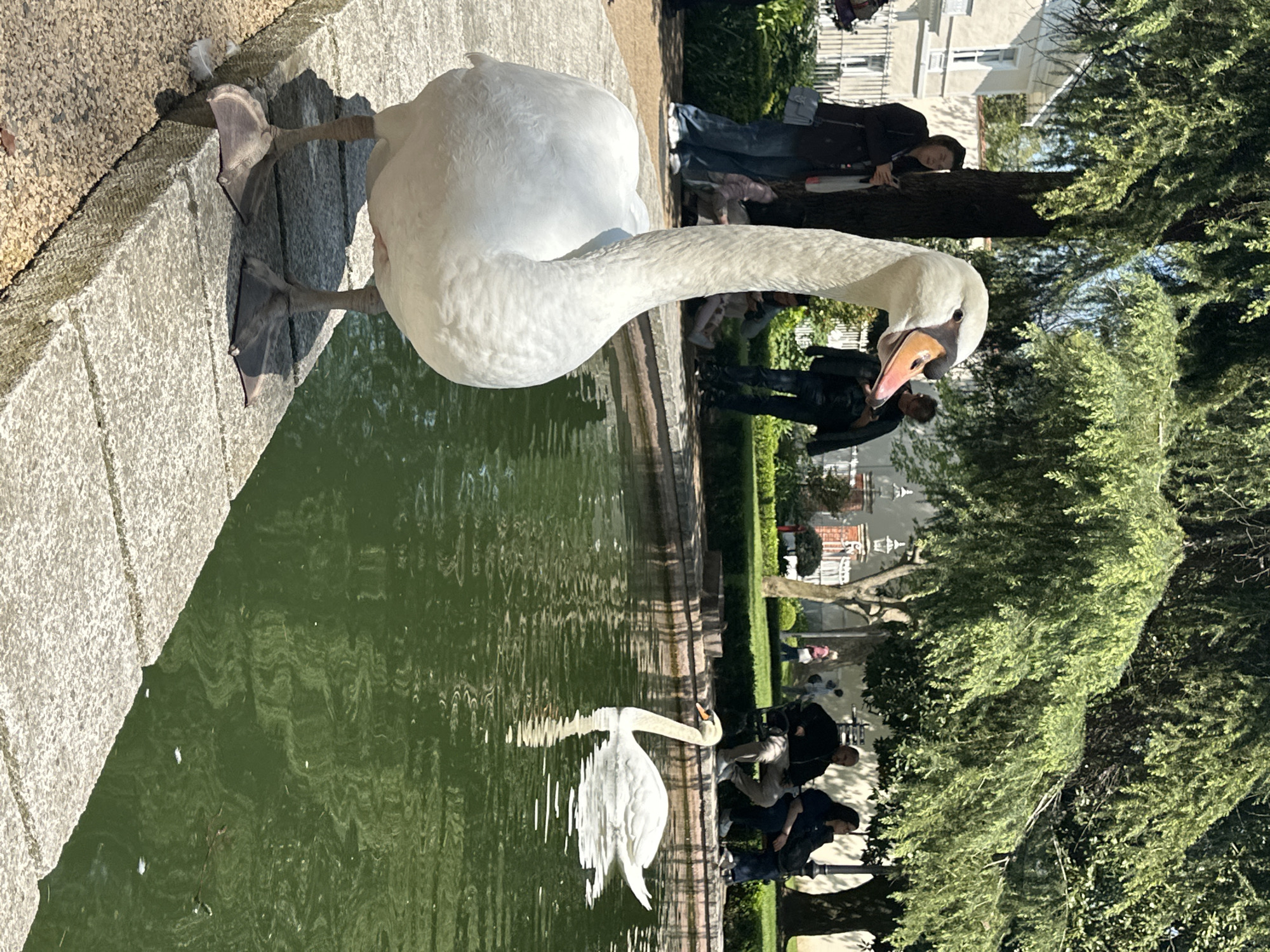 Spring day visitors enjoy Dolmabahçe Palace grounds, swans spotted