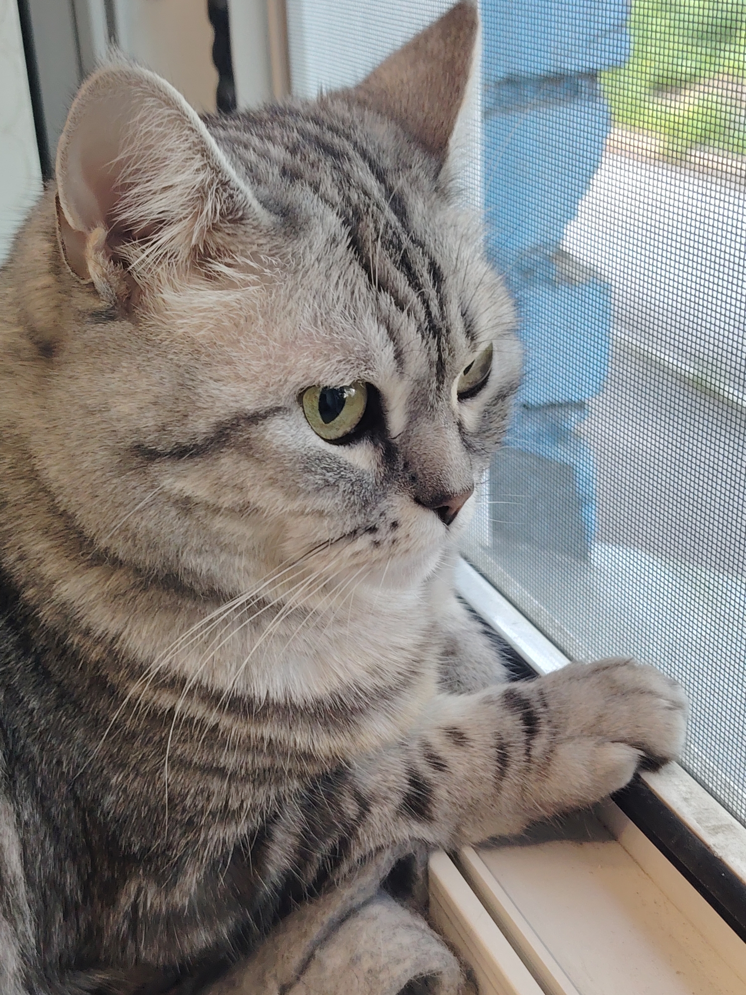 Domestic cats observed in typical indoor behaviors across residential settings