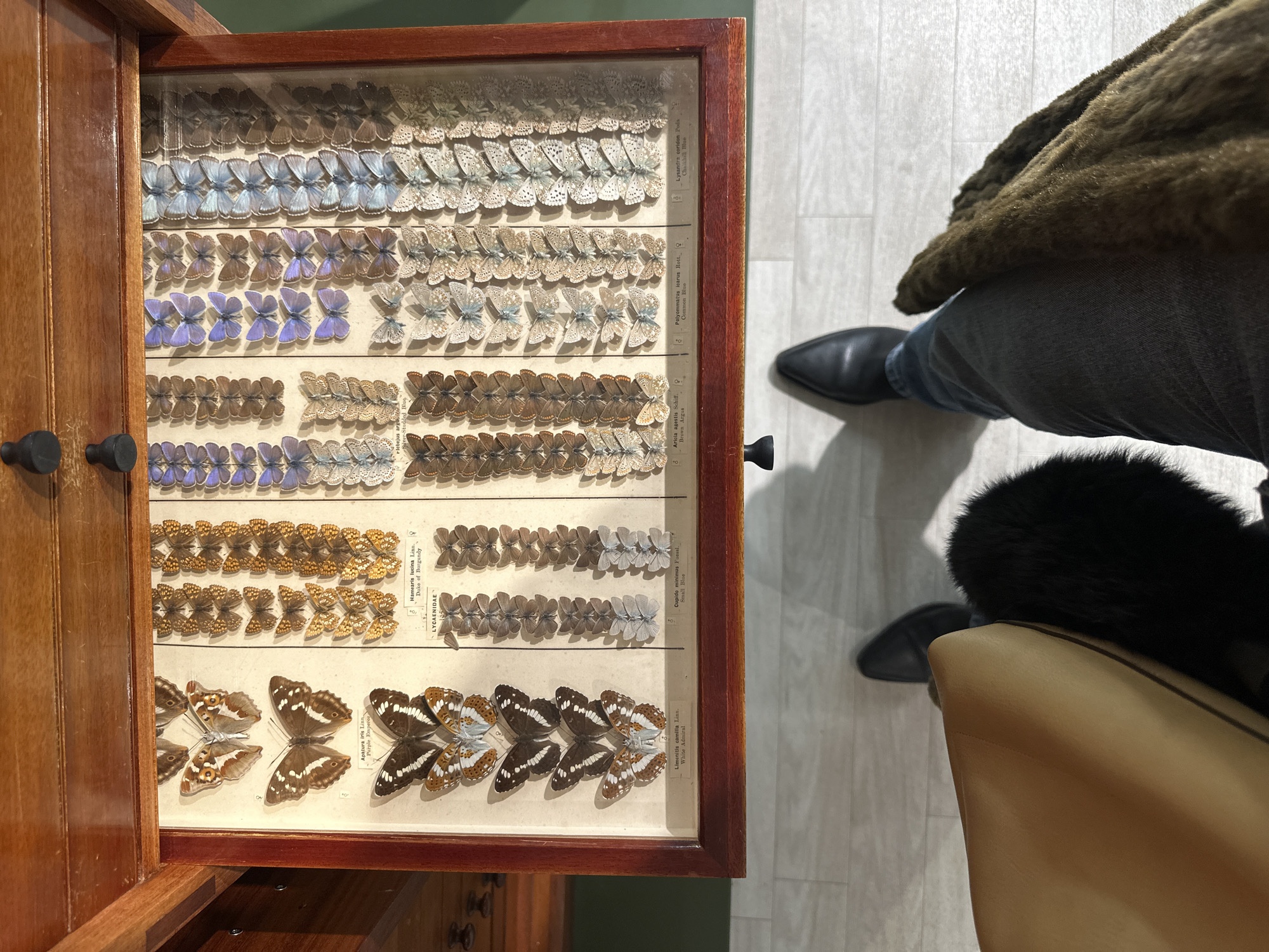 Museum visitor documents butterfly exhibits and historical displays in Tunbridge Wells