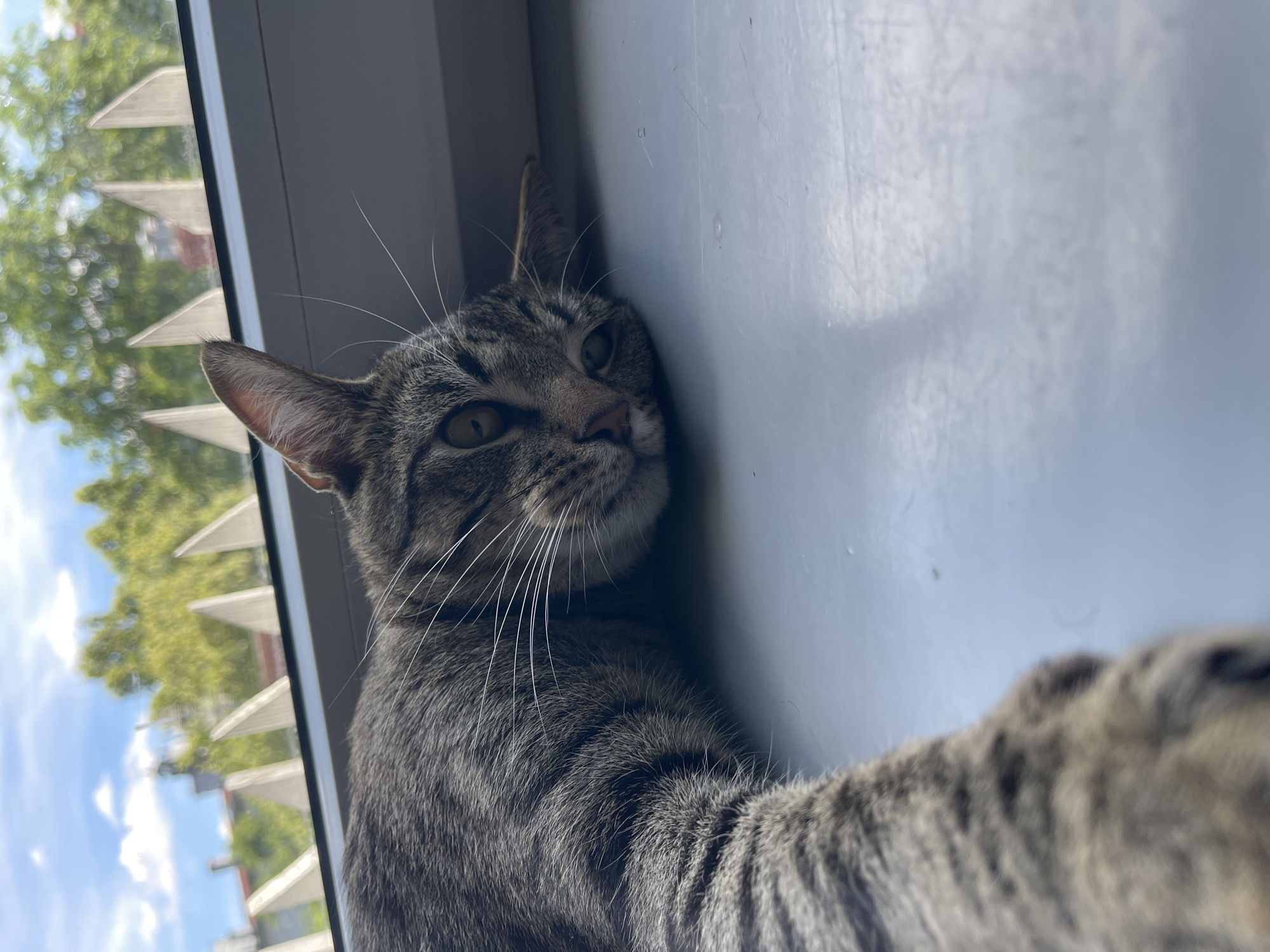 Lazy morning with a windowsill cat and a cabinet of curiosities