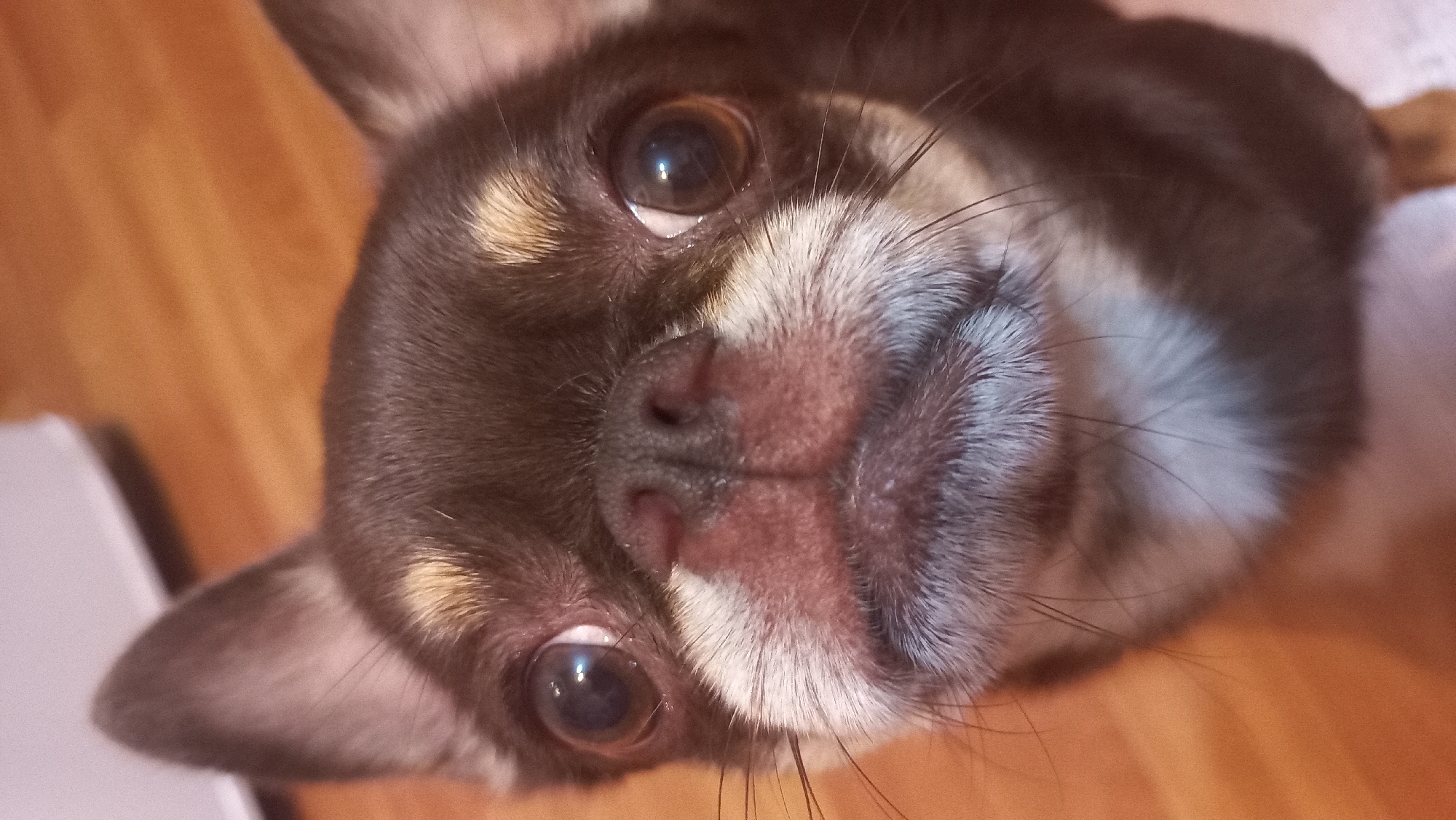 Chihuahua and its toy on a Saint Petersburg floor