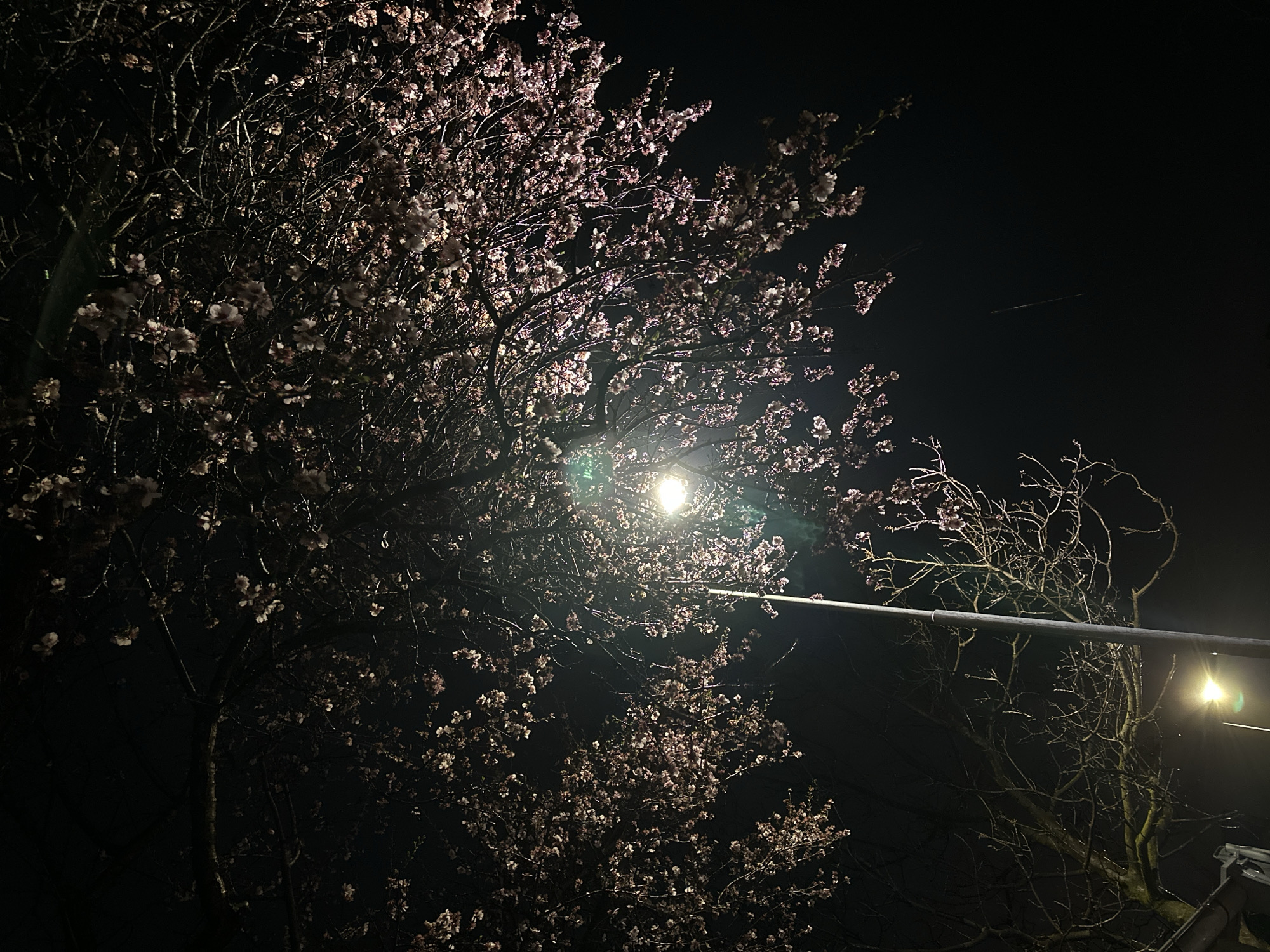Cherry blossoms illuminate Varna street at night
