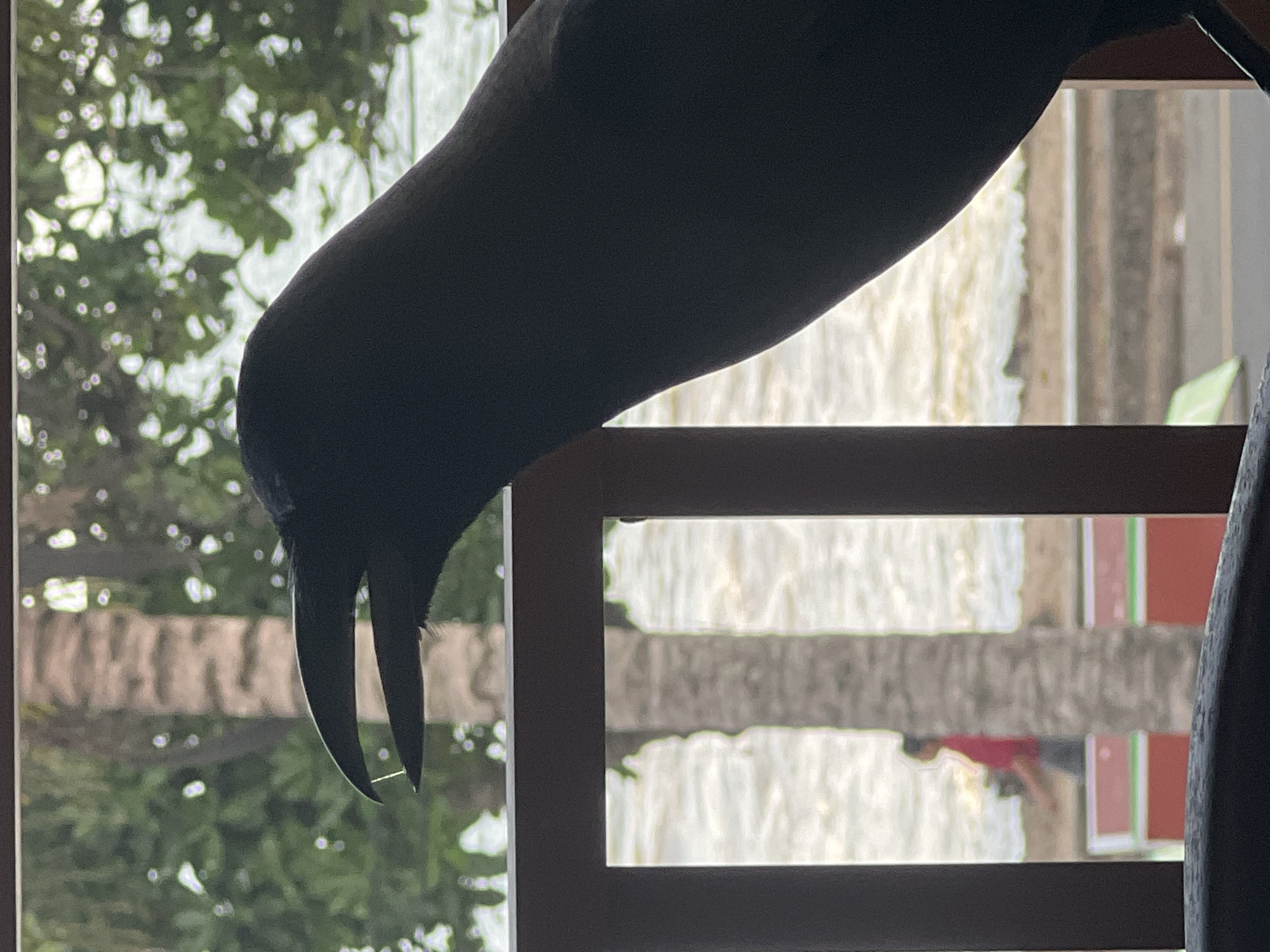 Wildlife spotted: corvid bird and ants documented by witnesses