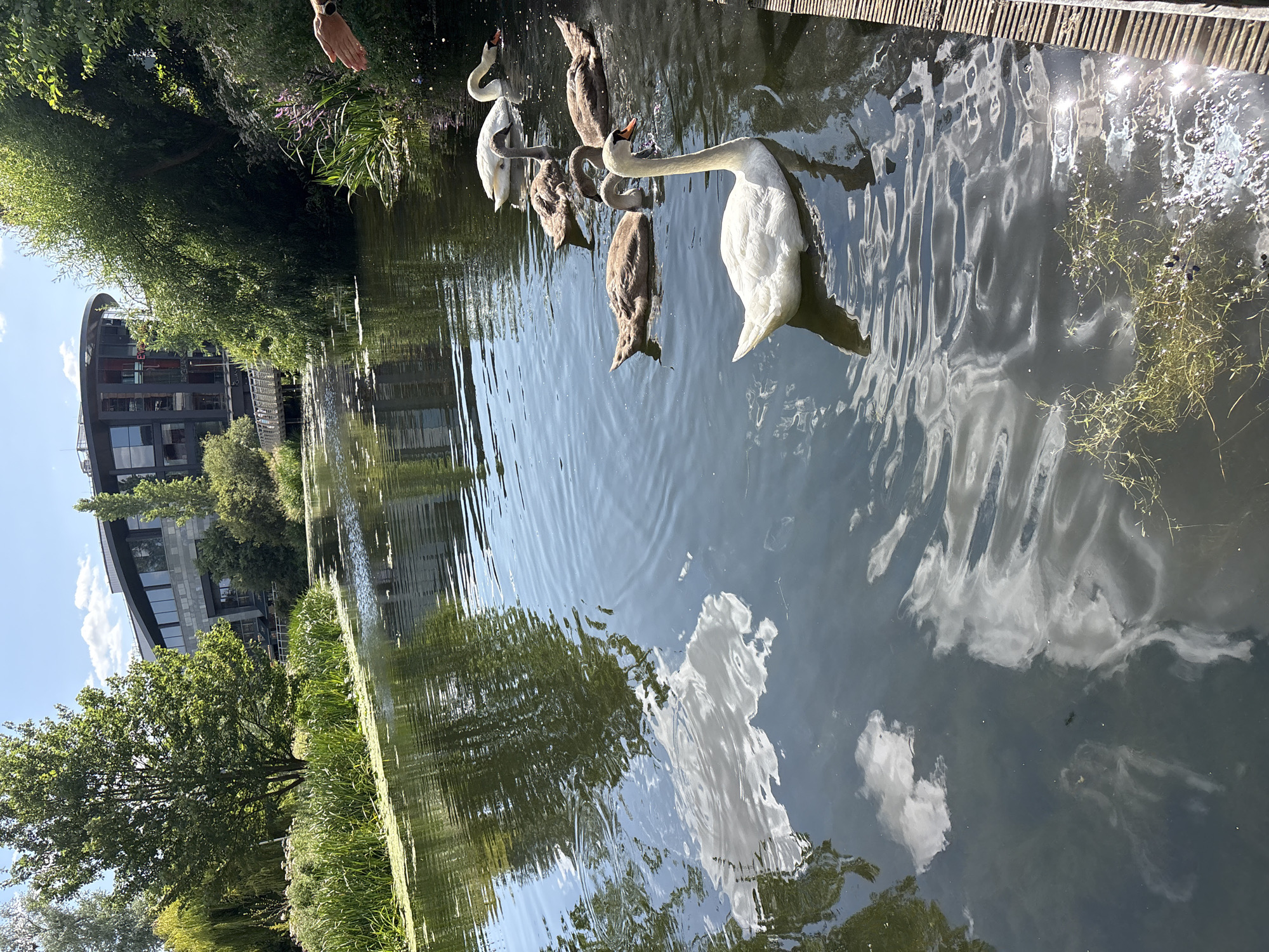 Swans and cygnets on the River Chelmer, Chelmsford