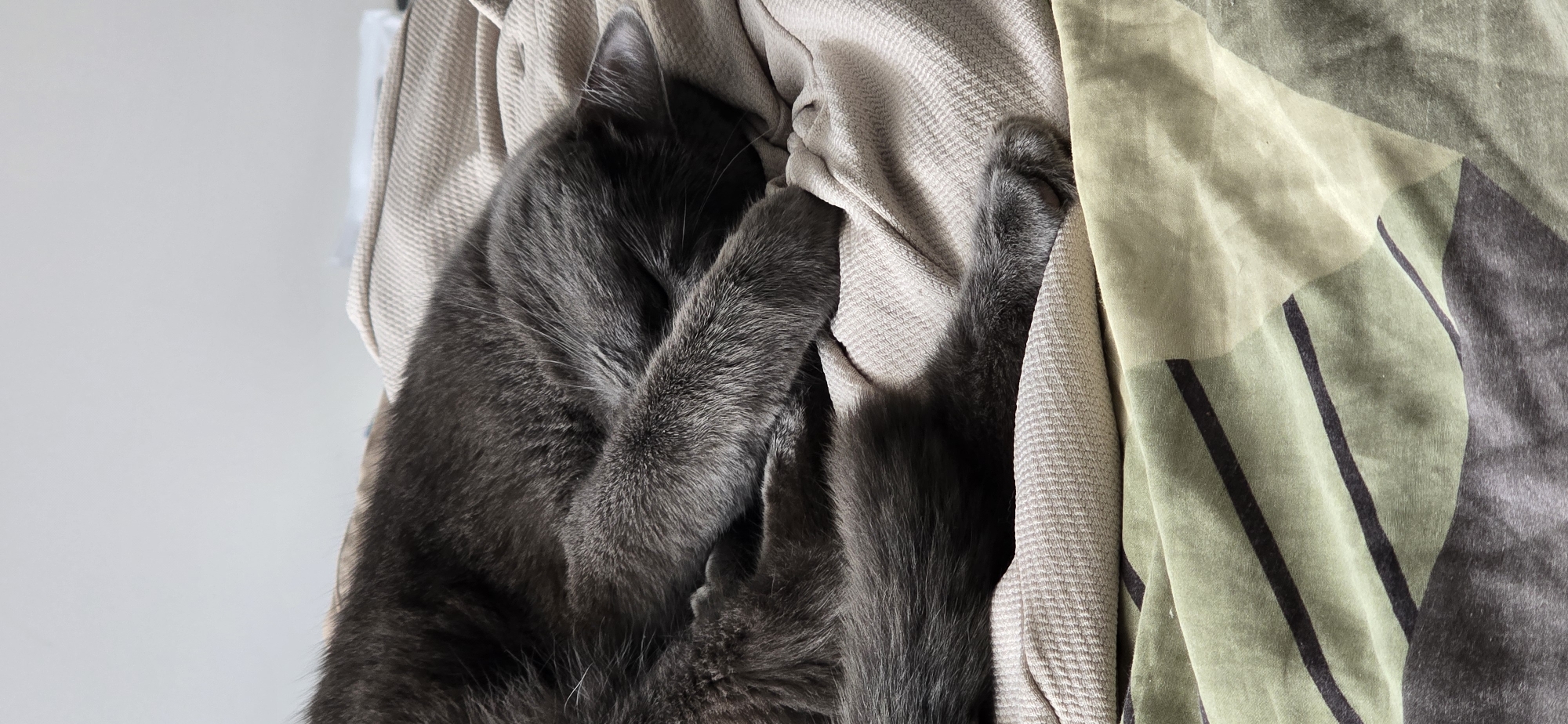Gray cat observed resting on blankets throughout afternoon