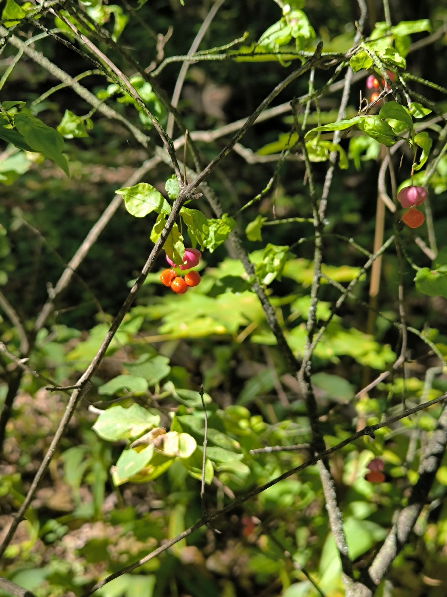 Morning walk through Tolyatti forest with close-up plant details