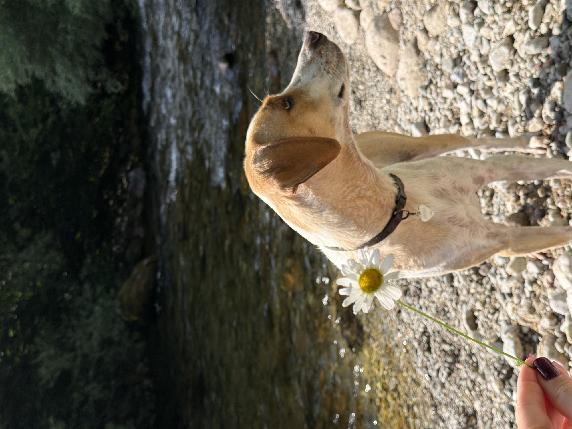 Dog, daisy, and butterfly on a Montenegro rocky shore