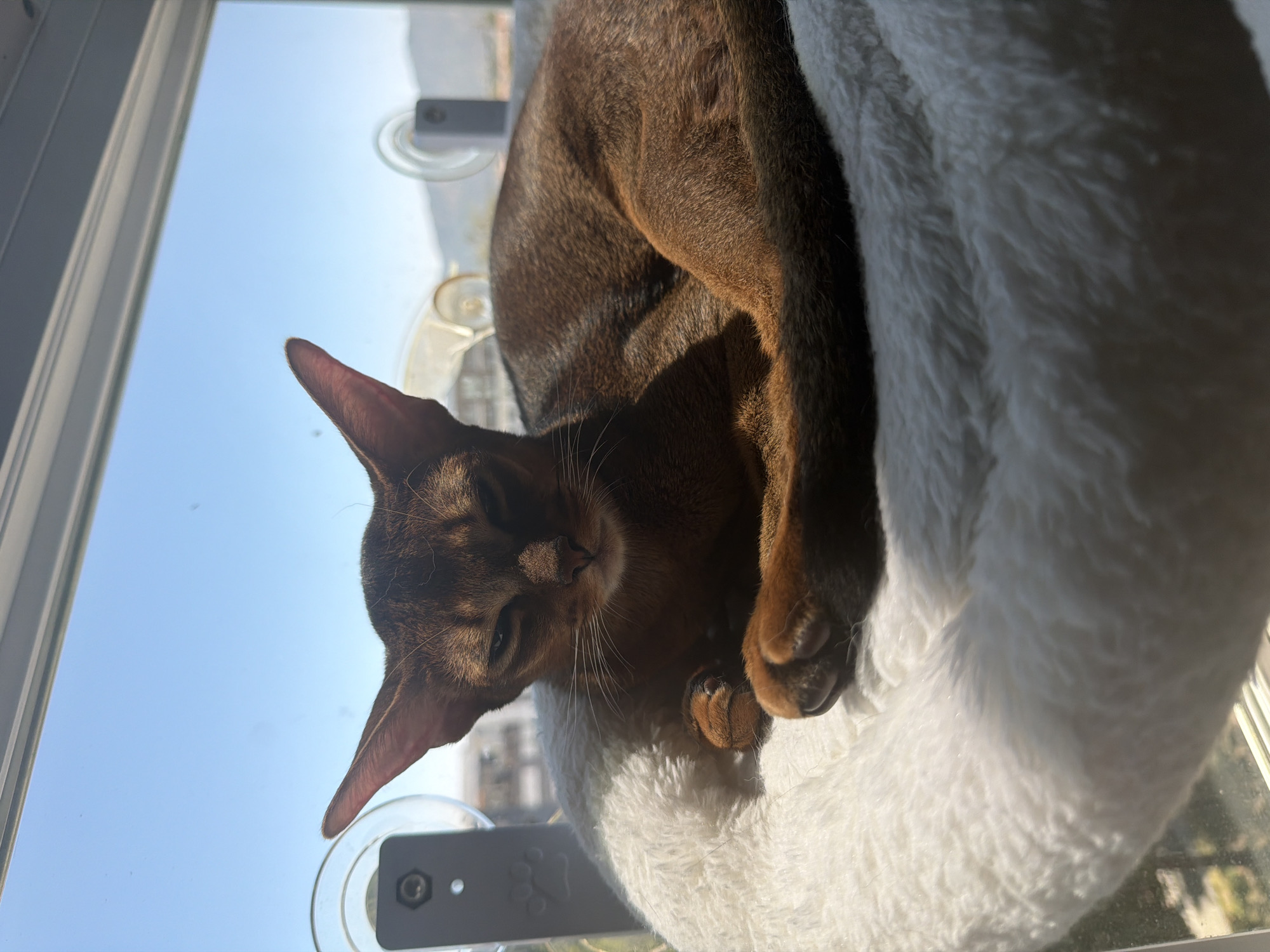 Abyssinian cat relaxing in window bed across multiple angles