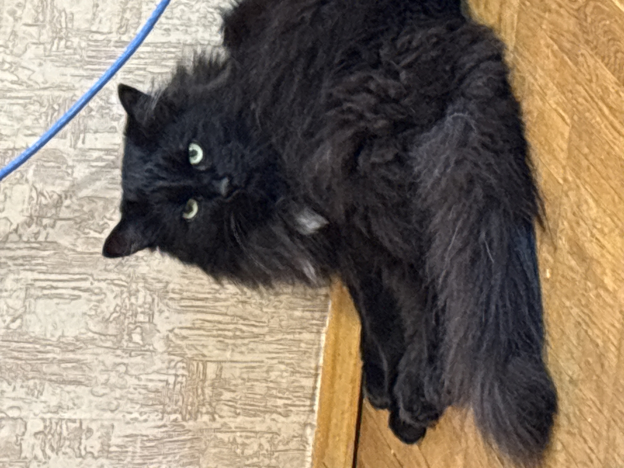 Fluffy black cat relaxing and grooming on a wooden floor