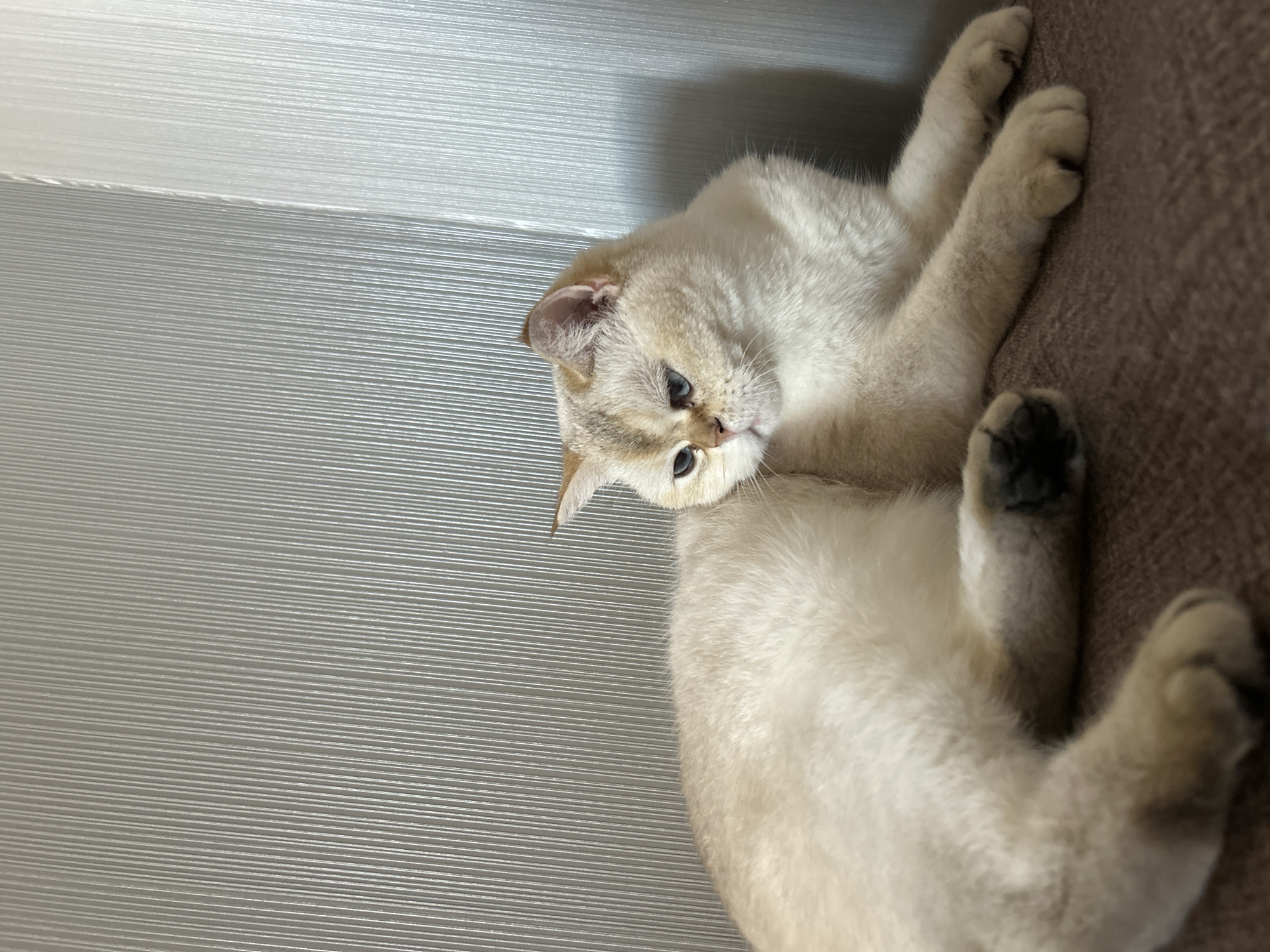 Cat spotted resting on brown surface in Ufa