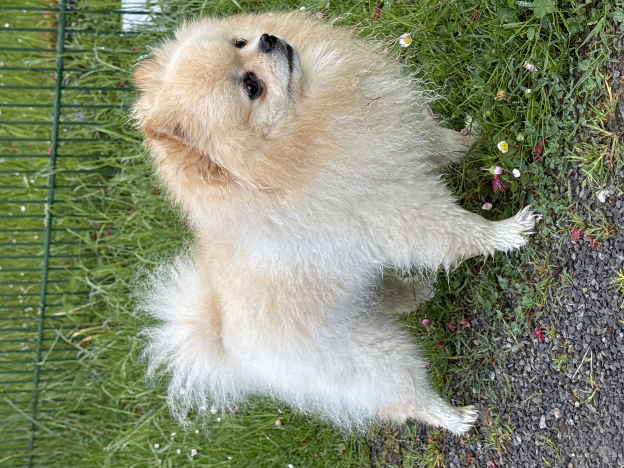 Pomeranian dog spotted in multiple locations around German town