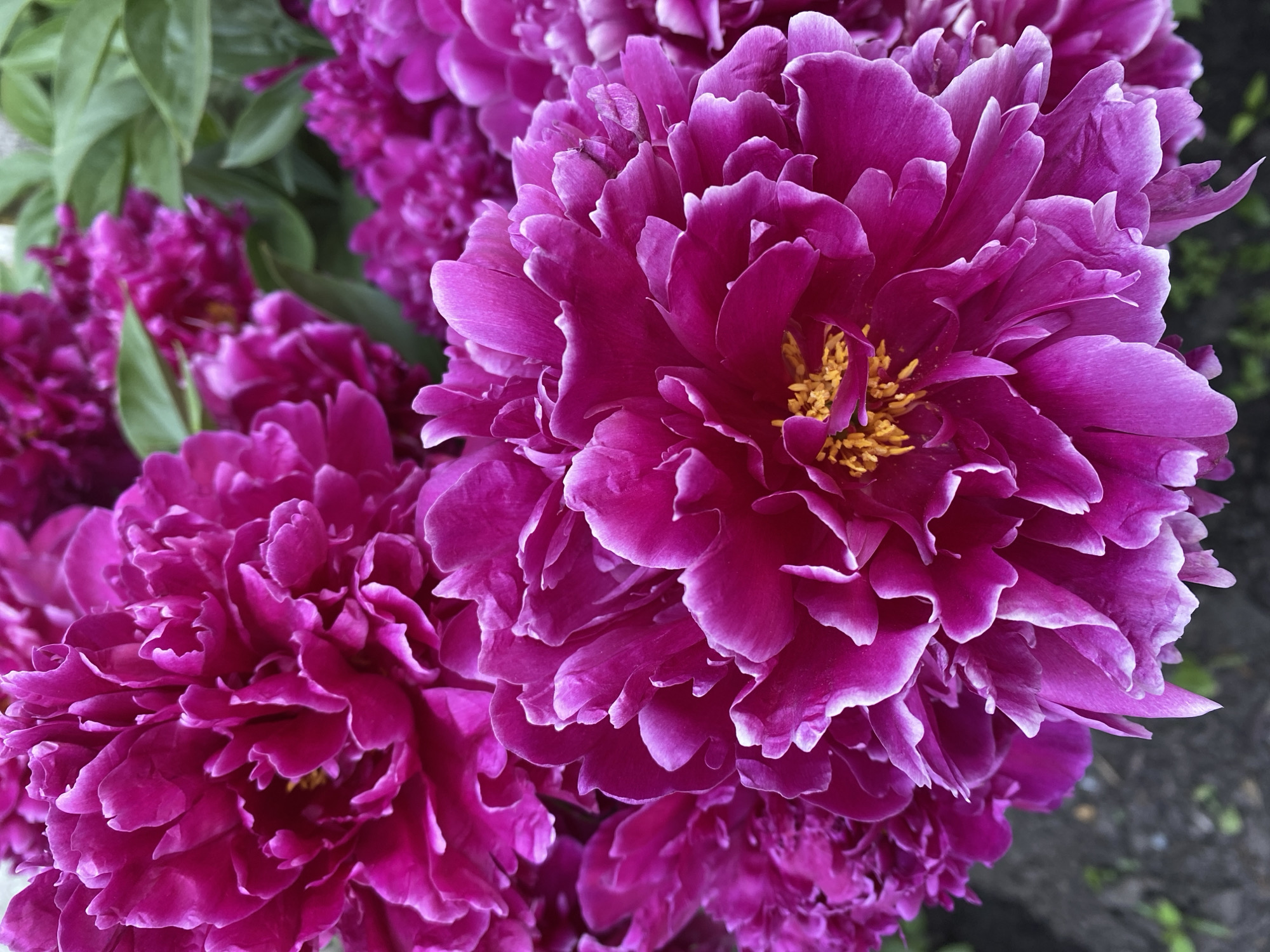 Summer garden flowers in close-up, Novokuznetsk