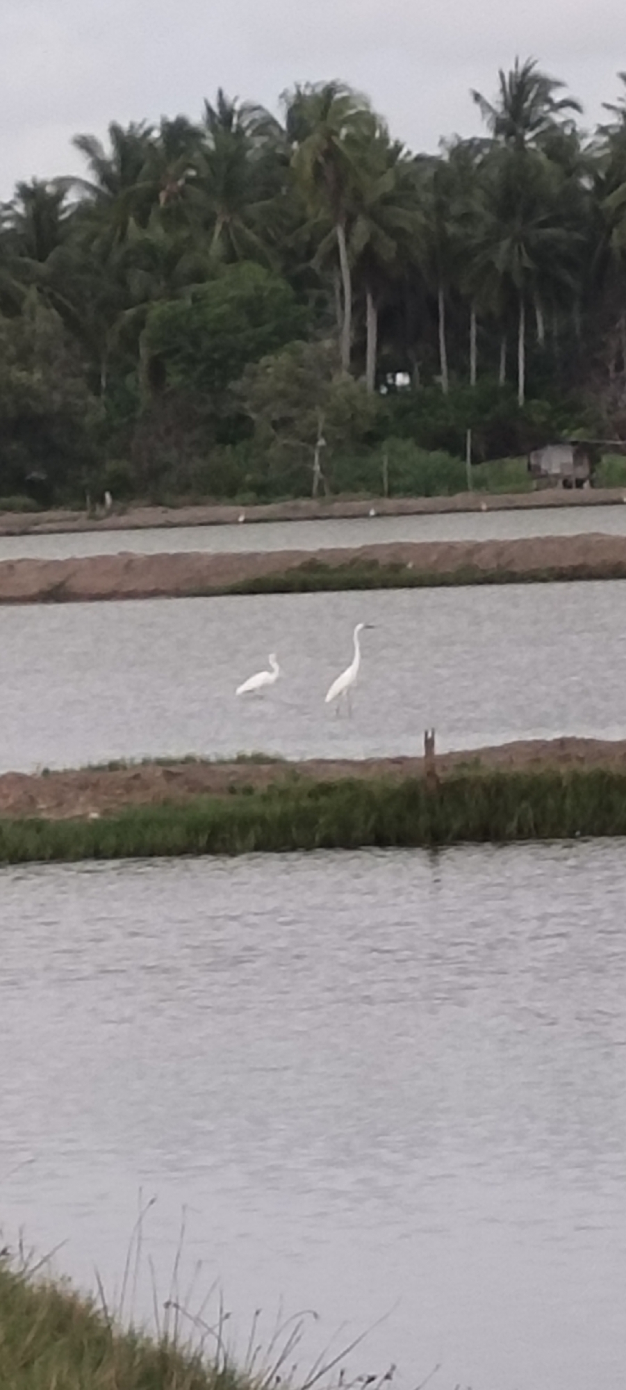 Wildlife and landscape scenes documented in Lhokseumawe wetlands