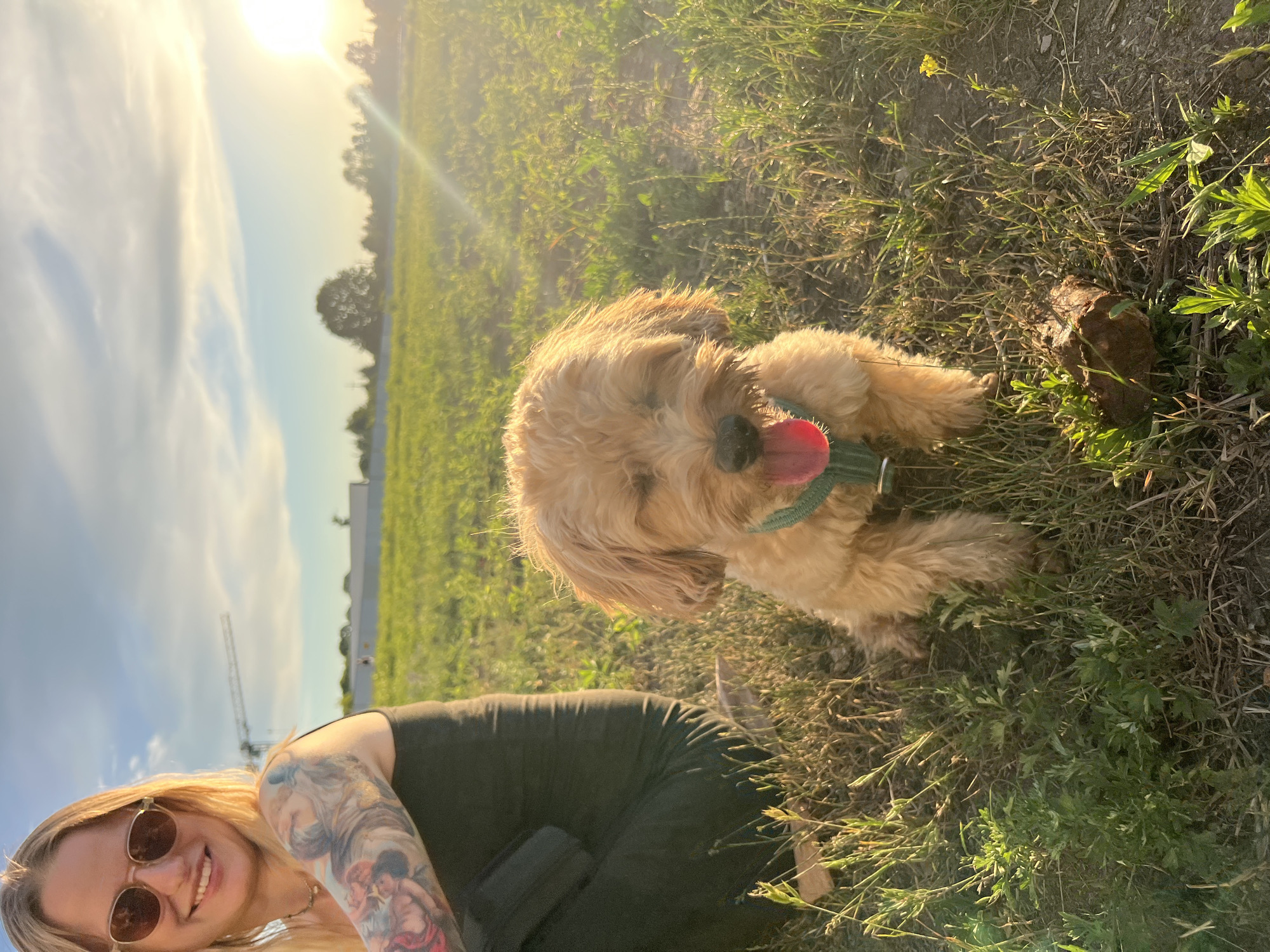 Golden hour dog hangout in a Warsaw field