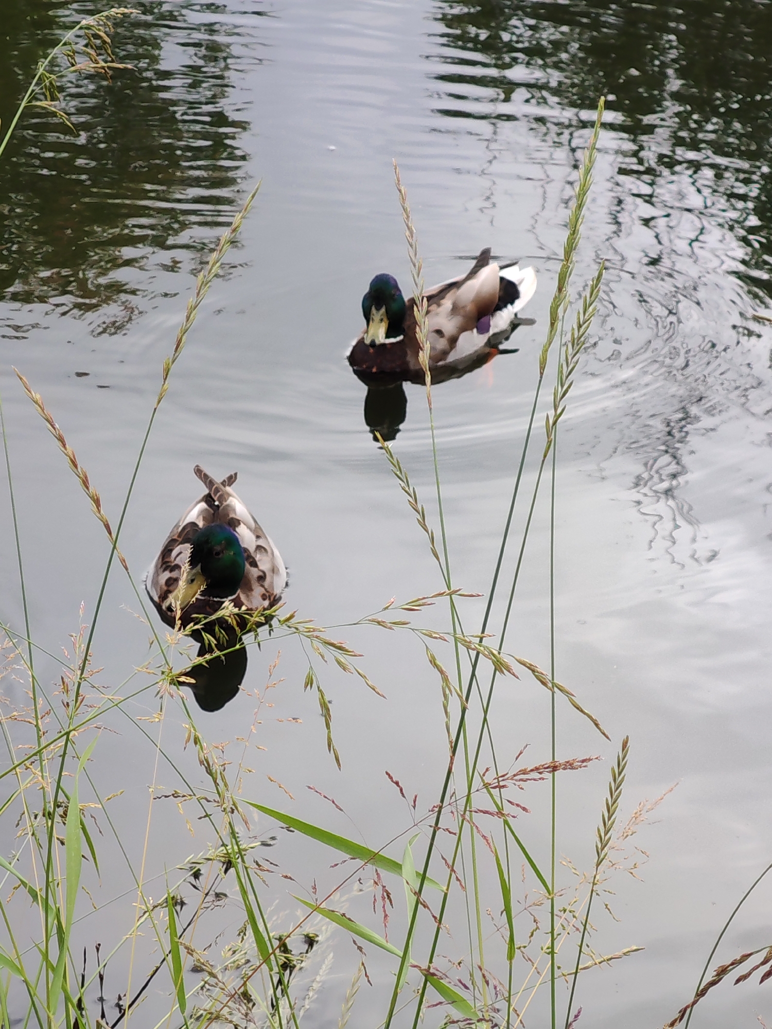 Mallards drifting through reedy water on an overcast day
