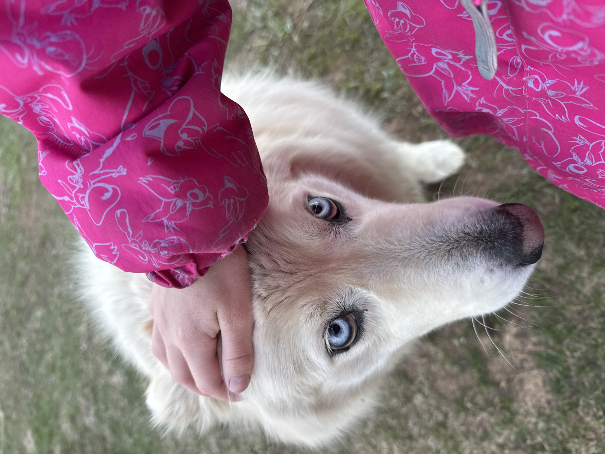 Afternoon leisure documented in Garevaya: dog petting, car selfies