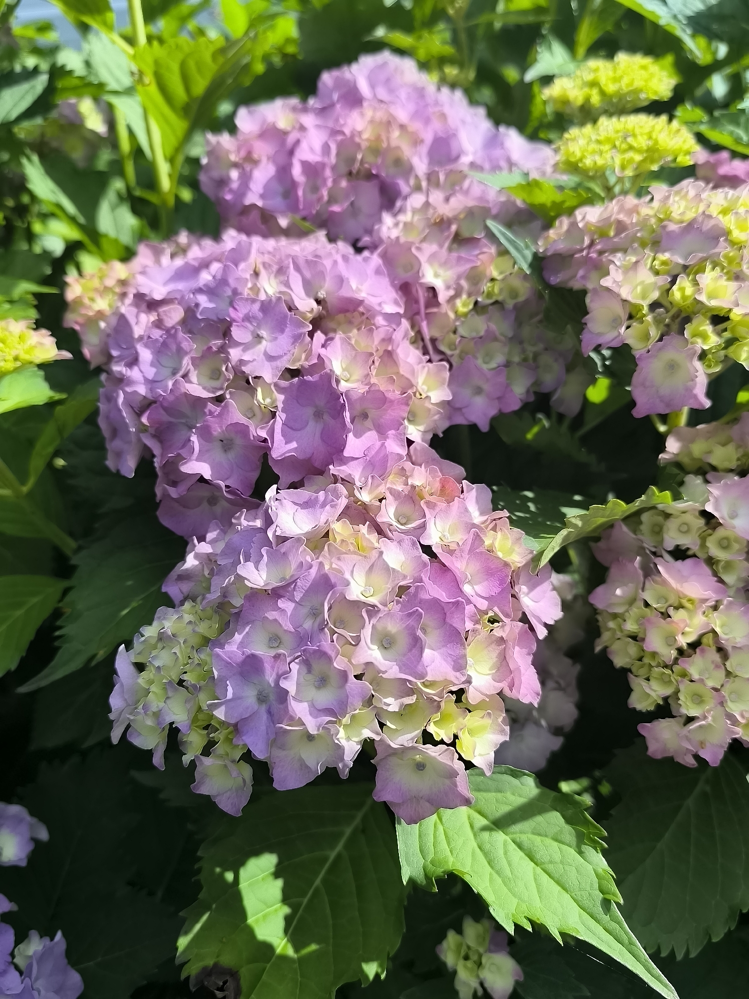 Hydrangeas and unripe grapes in a Lithuanian garden