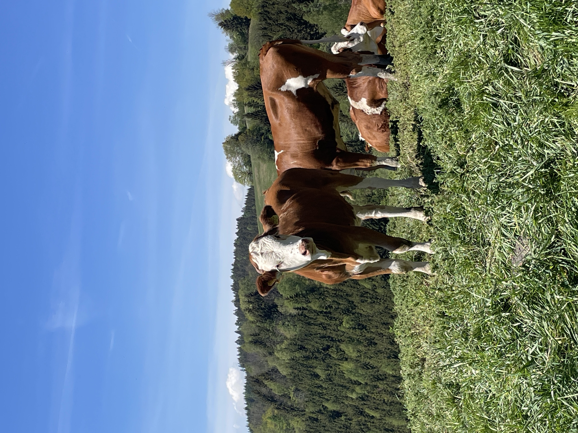 Cows graze peacefully in Austrian countryside near Straßburg