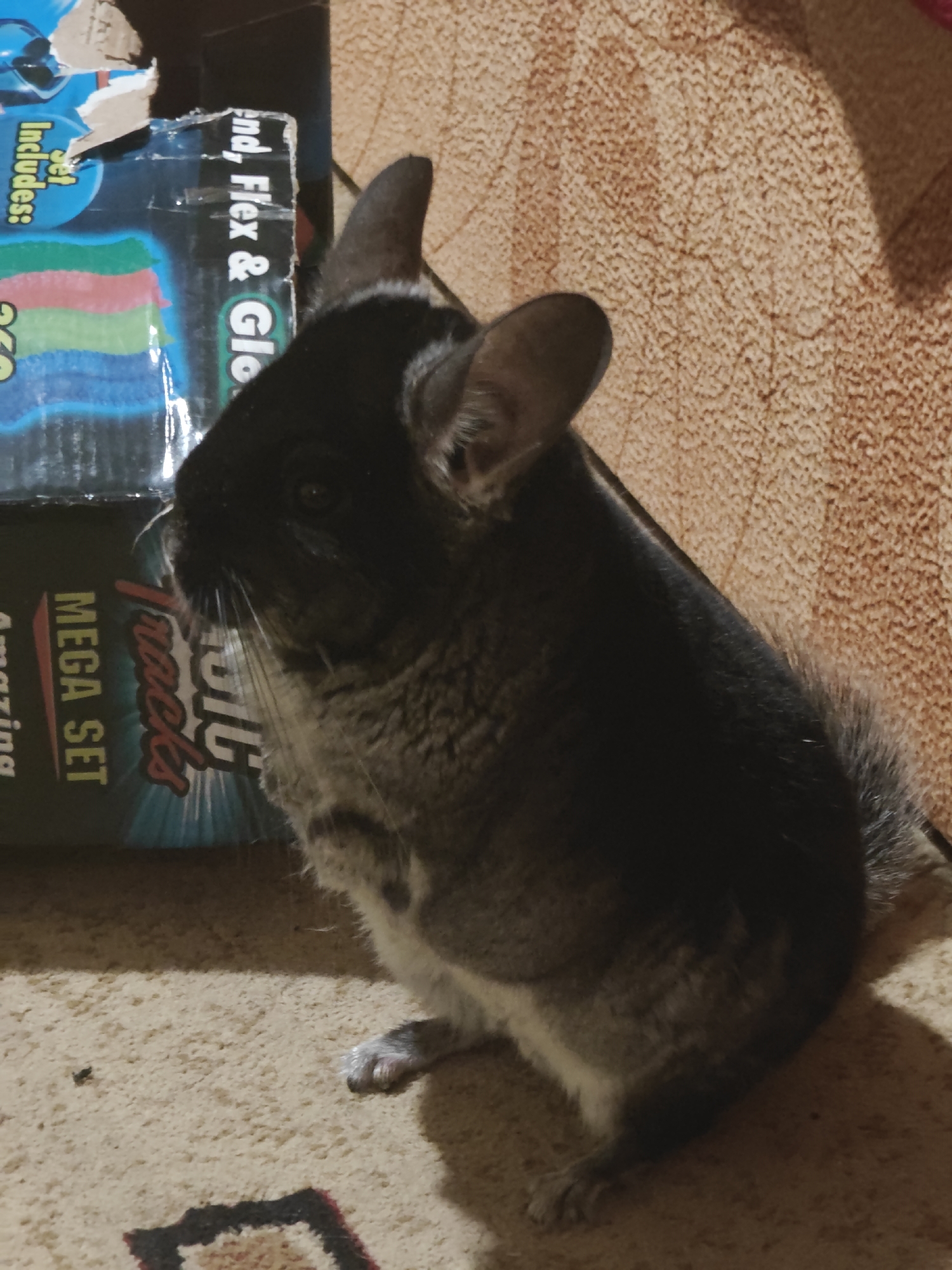 Pet chinchilla and sunset captured in Ukrainian home