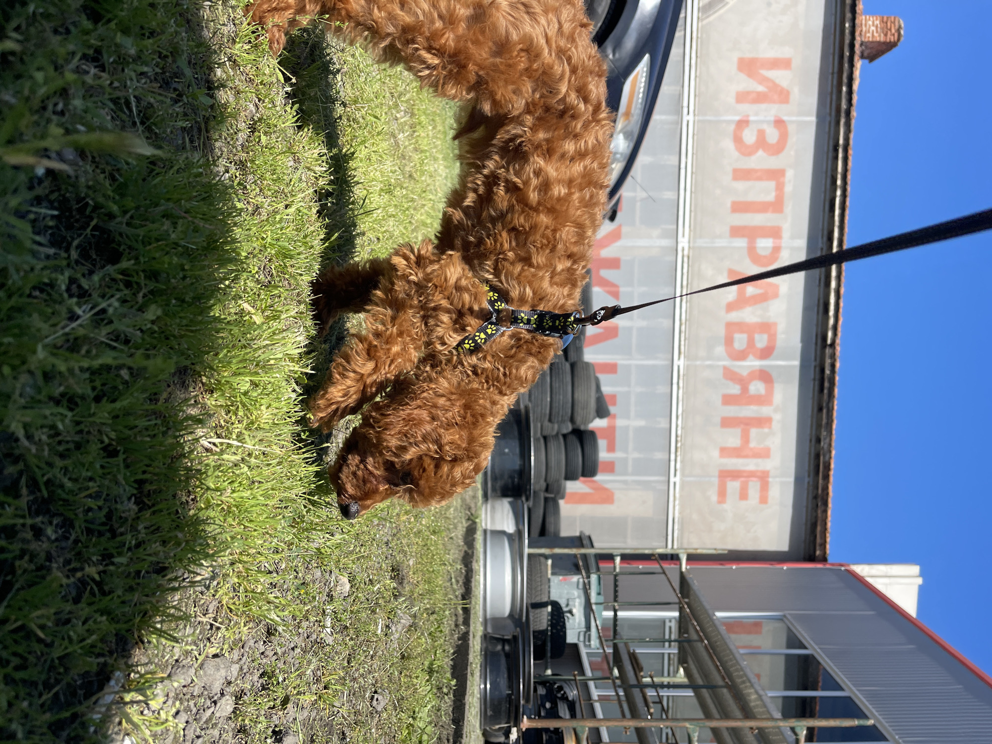 Poodle spotted on morning walk in Bulgarian village