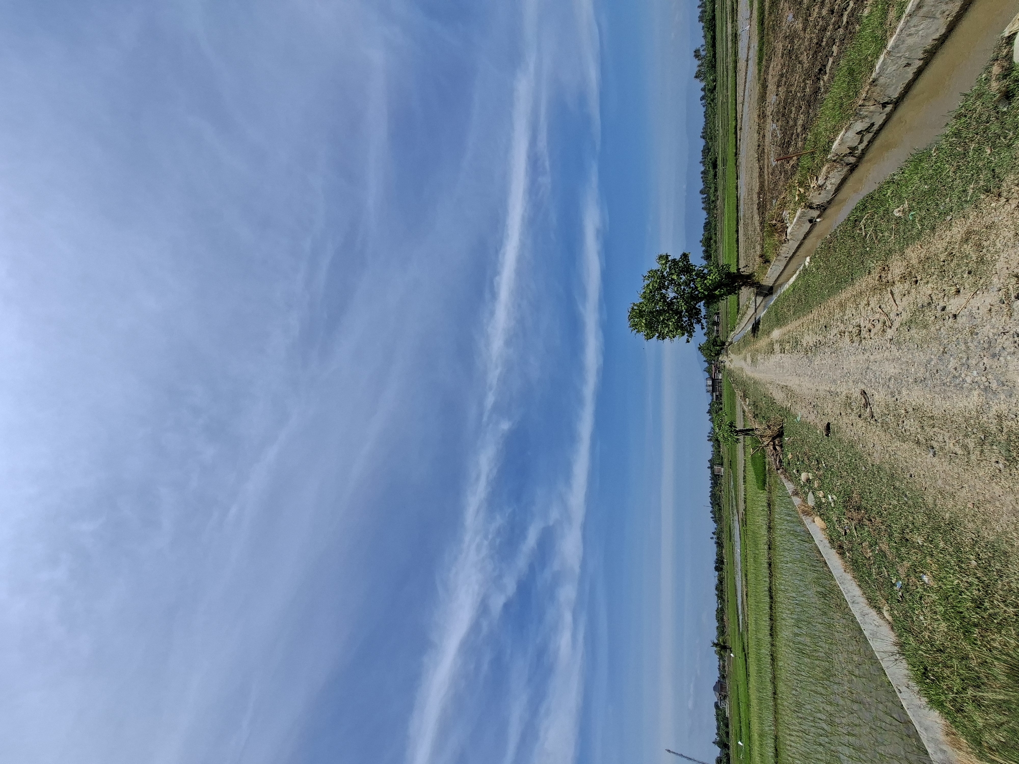 Rural rice paddy roads and coconut palms in coastal Indonesia