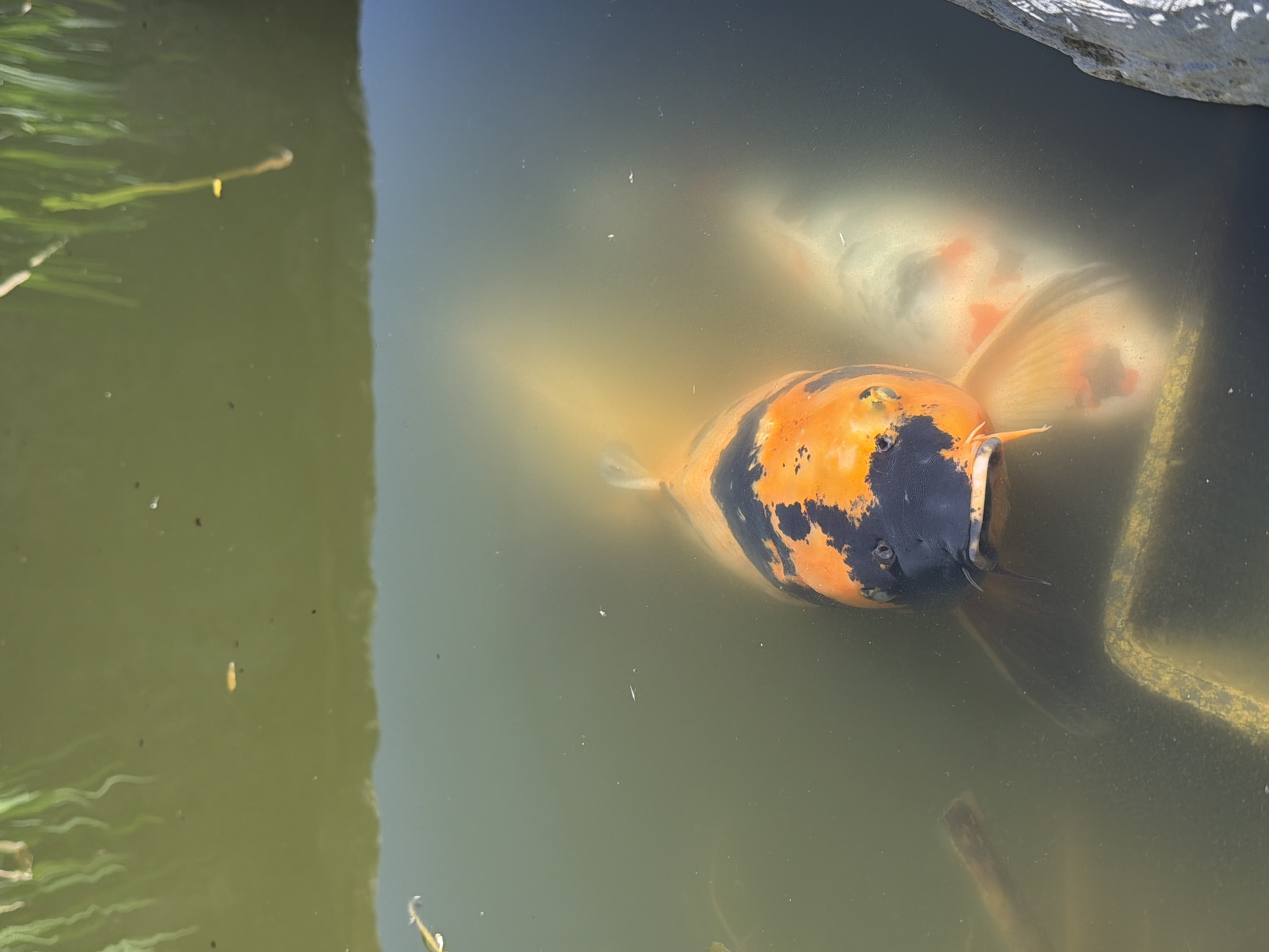 Koi fish spotted in pond in Grevenmacher, Luxembourg