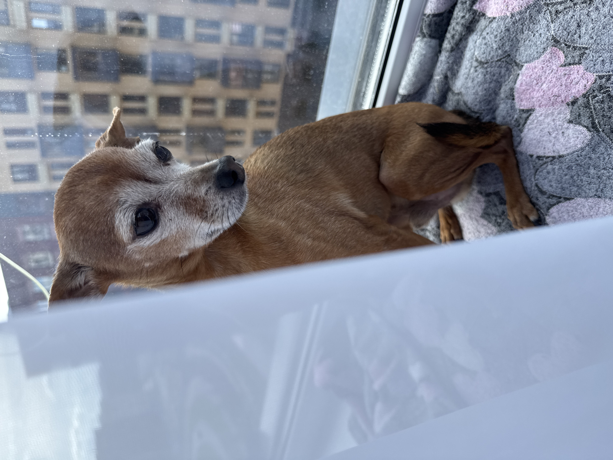 Small dogs on a city windowsill, morning routine at home