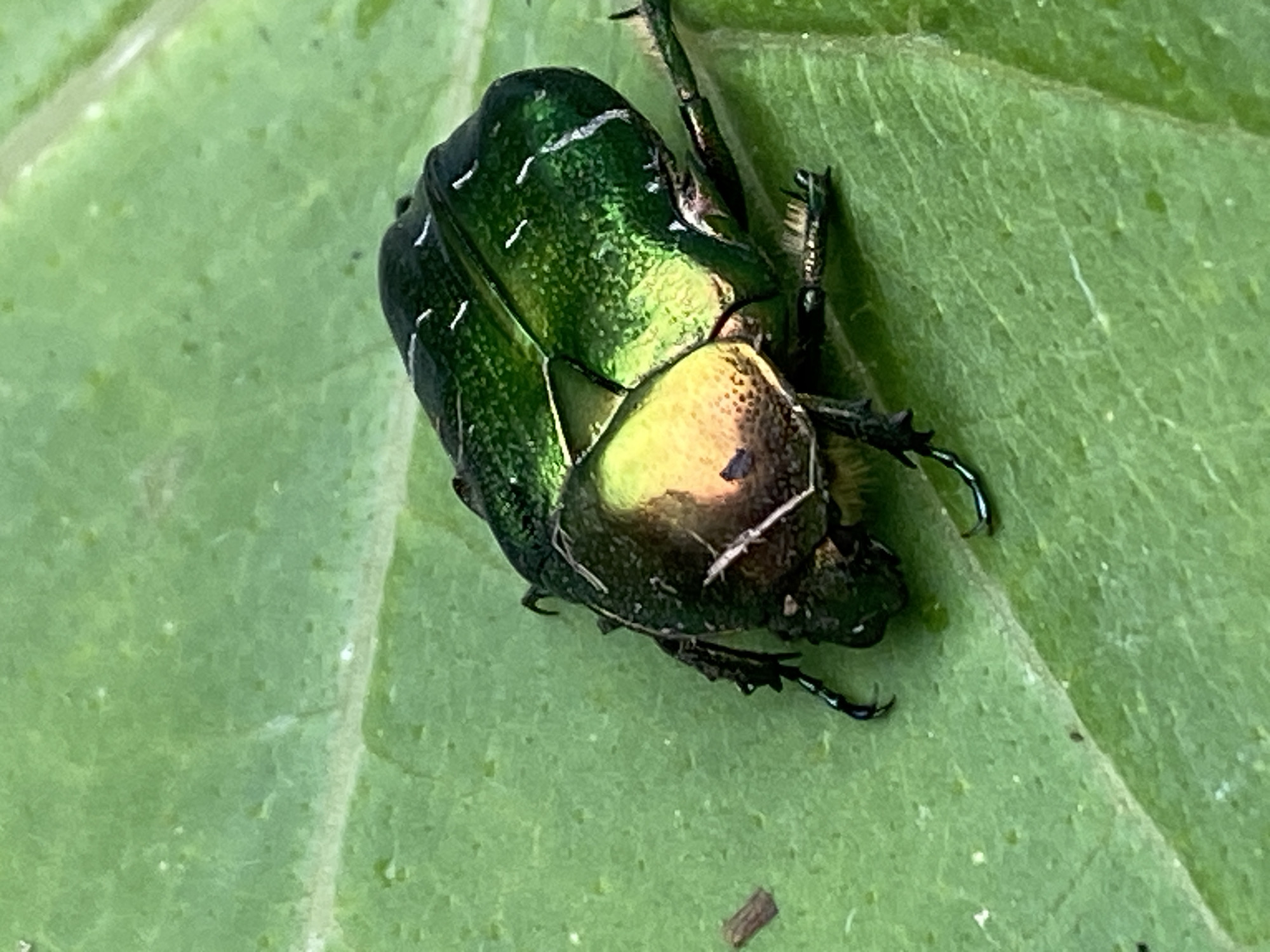 Macro details from an Austrian garden — beetles, blooms, and dew