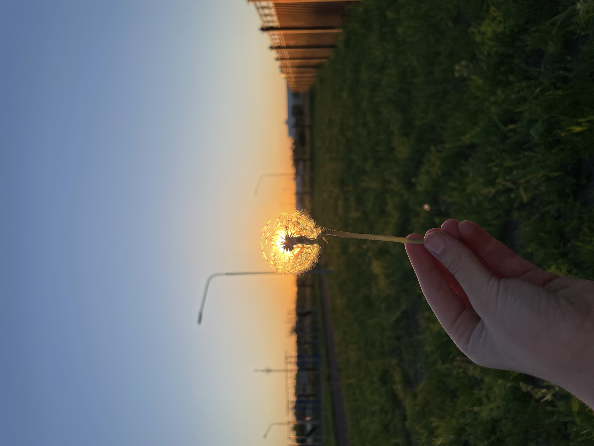 Sunset photography session with dandelion captured in Saratov