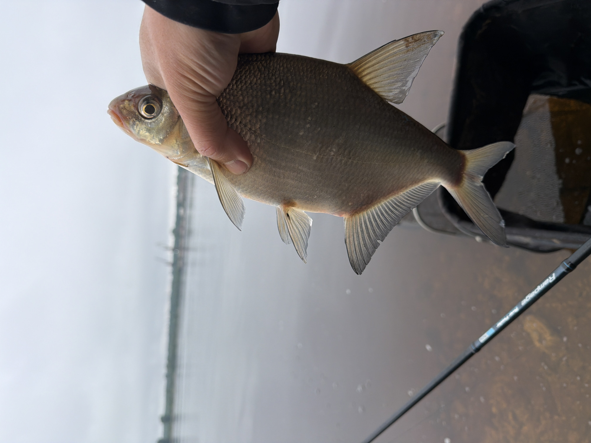 Early morning fishing trip yields bream catch in Noviy