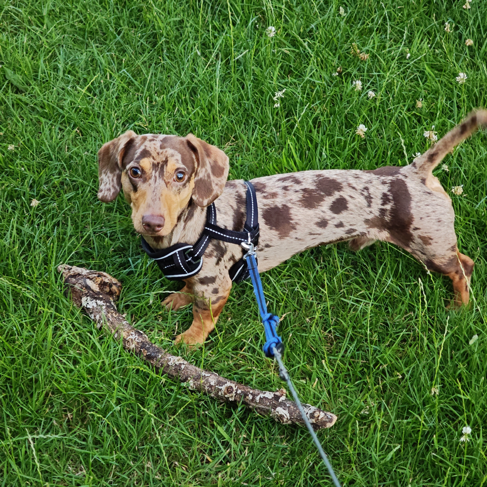 Dachshund carries a stick through Locking Parklands