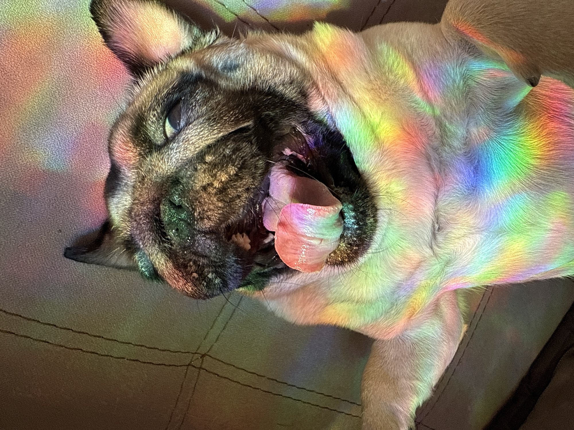 Pug dogs captured resting on furniture during afternoon hours
