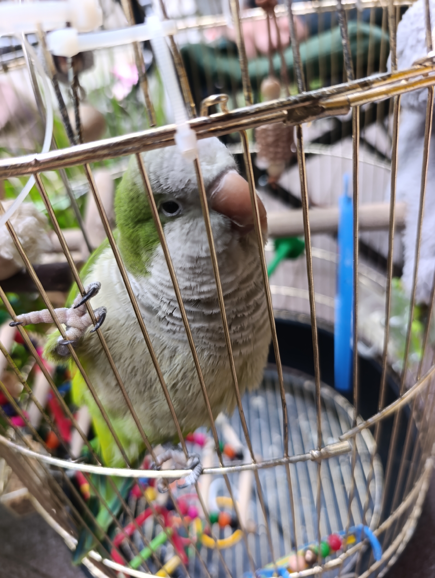 Pets, flowers, and small moments from a Vinnytsia afternoon