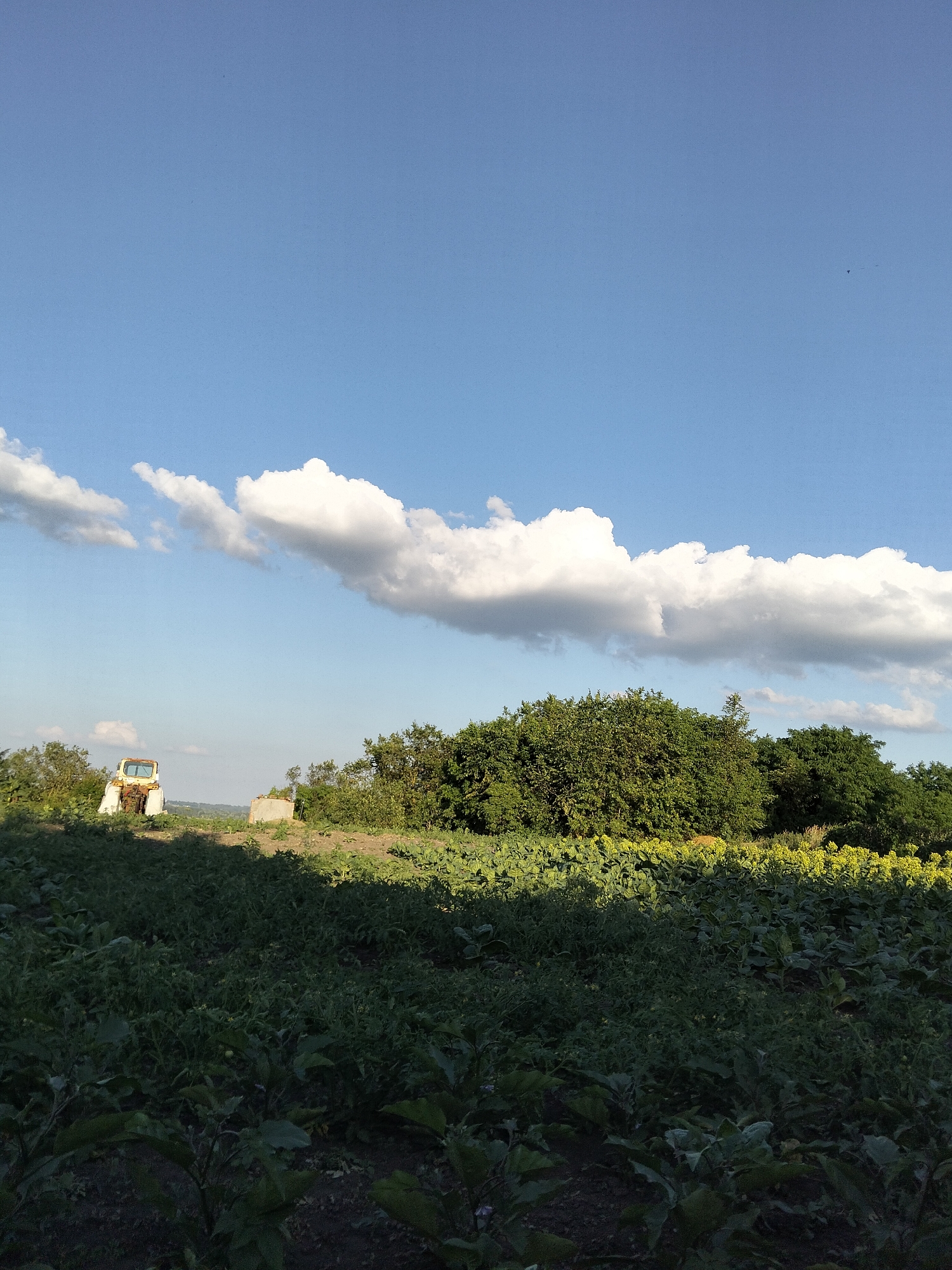 Summer afternoon around a rural garden in Ustyvytsia, Ukraine