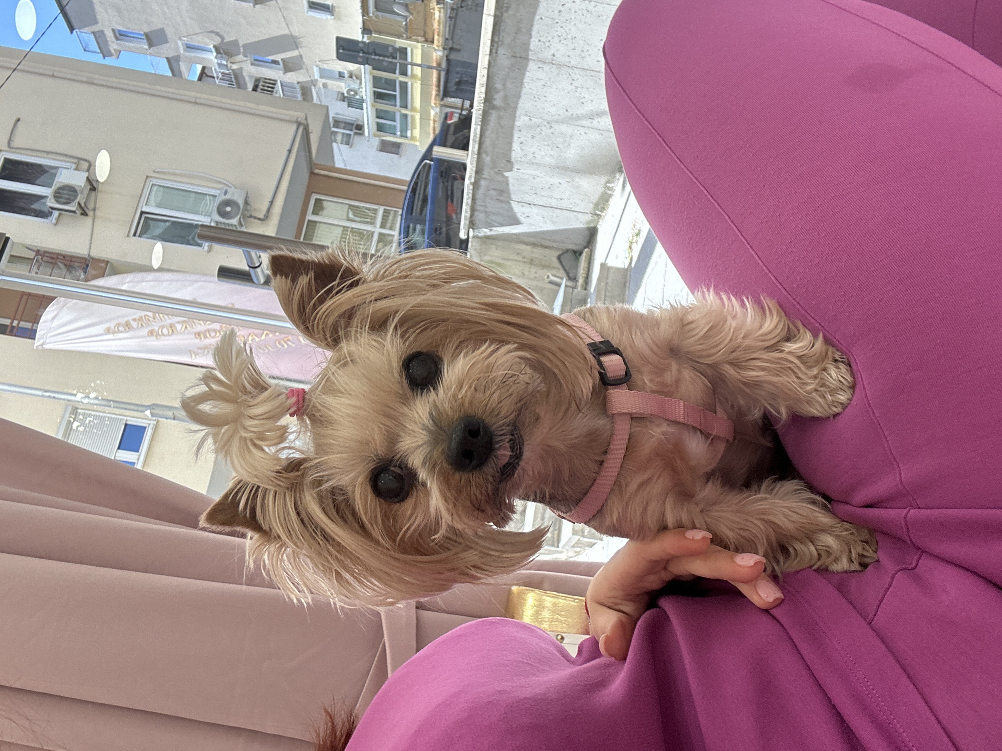 Yorkshire Terrier in pink harness spotted on lap in Sofia