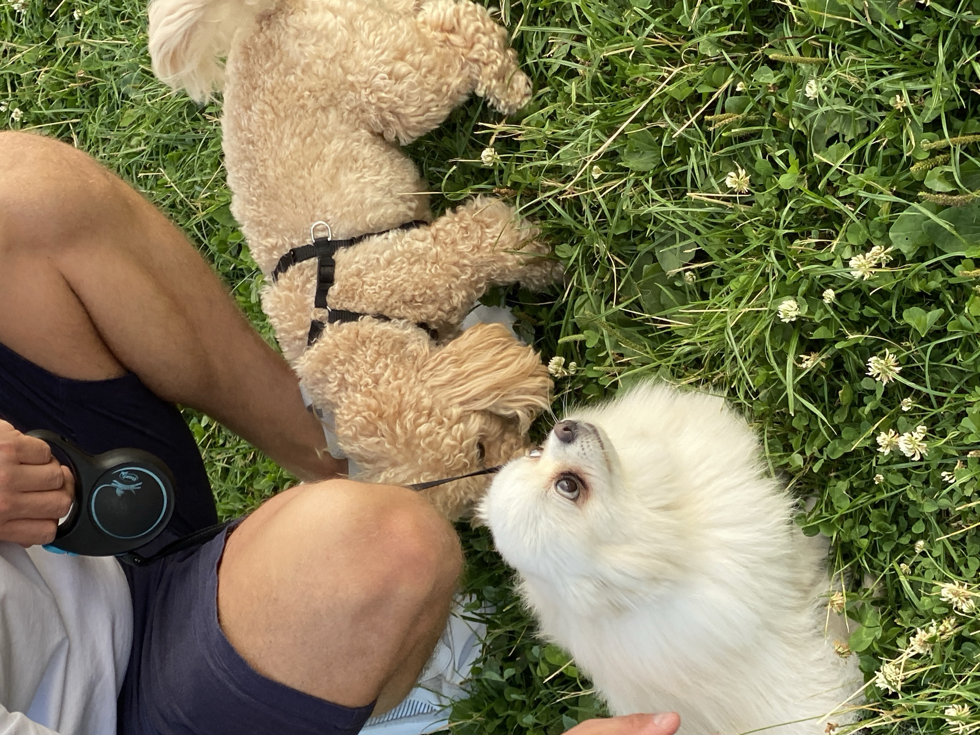 Toy poodle's afternoon — playtime, rope toys, and chill